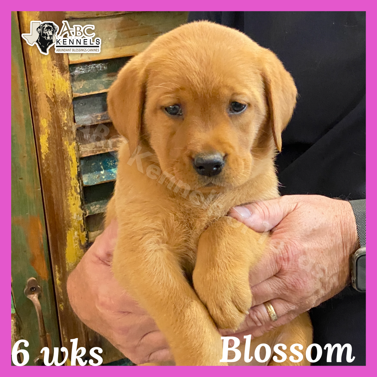 Blossom