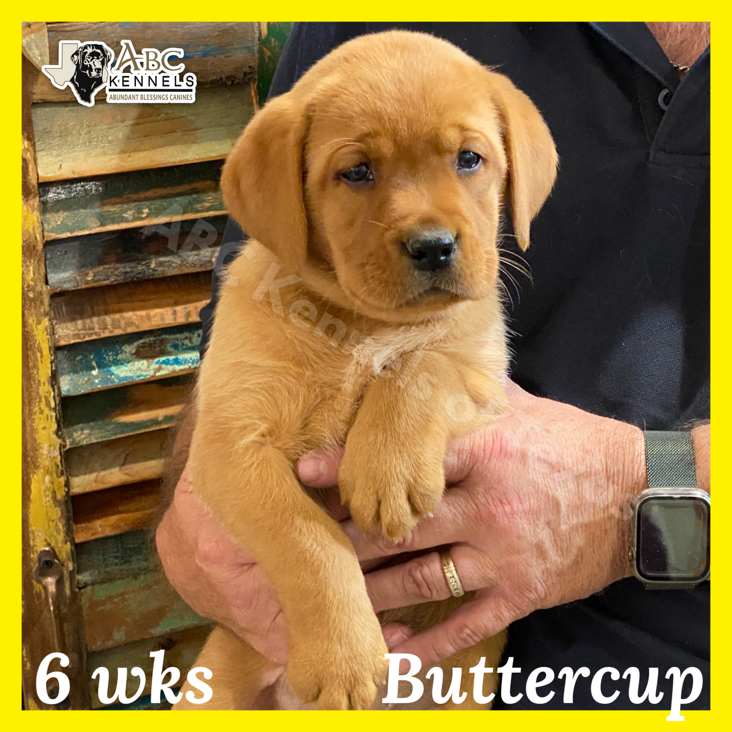 Buttercup