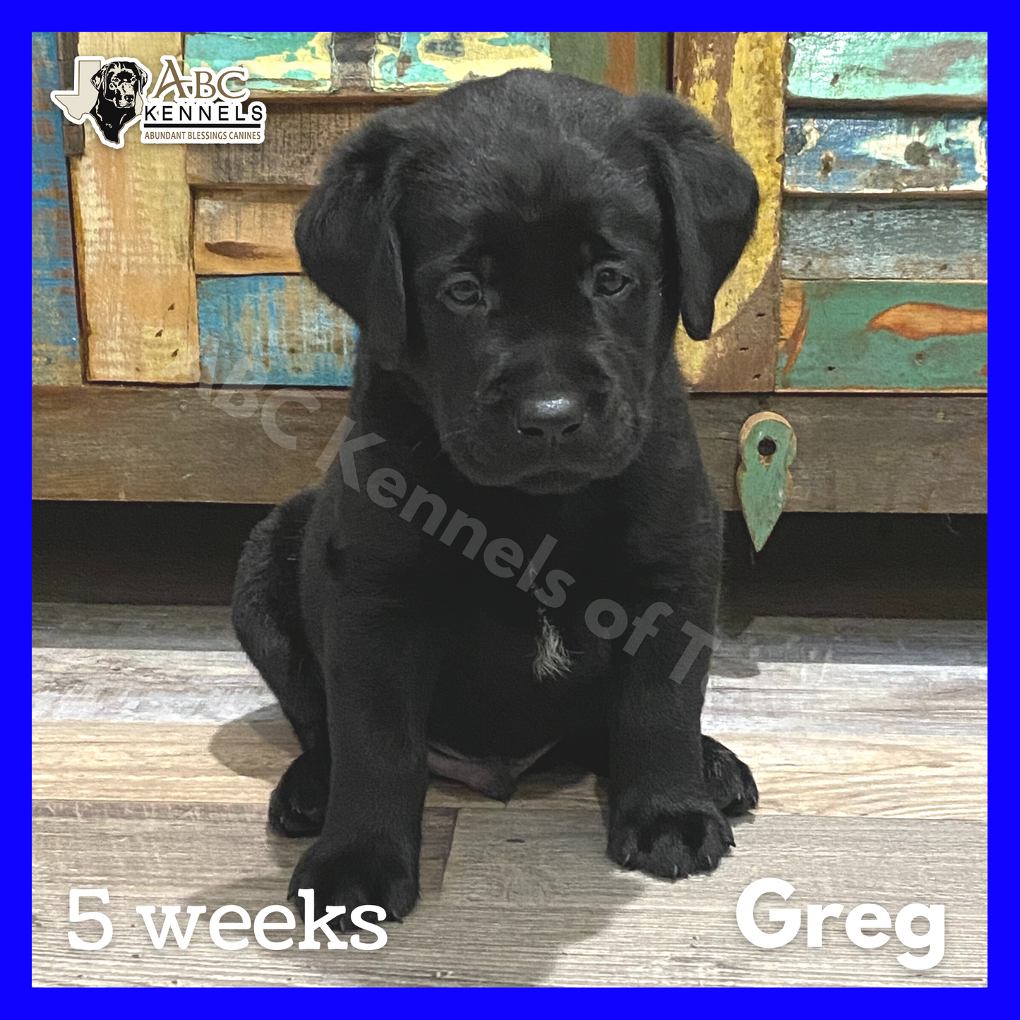 Greg