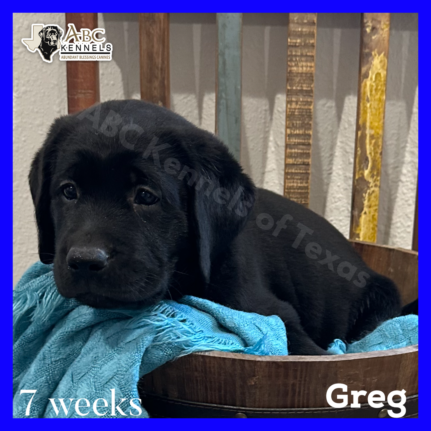 Greg