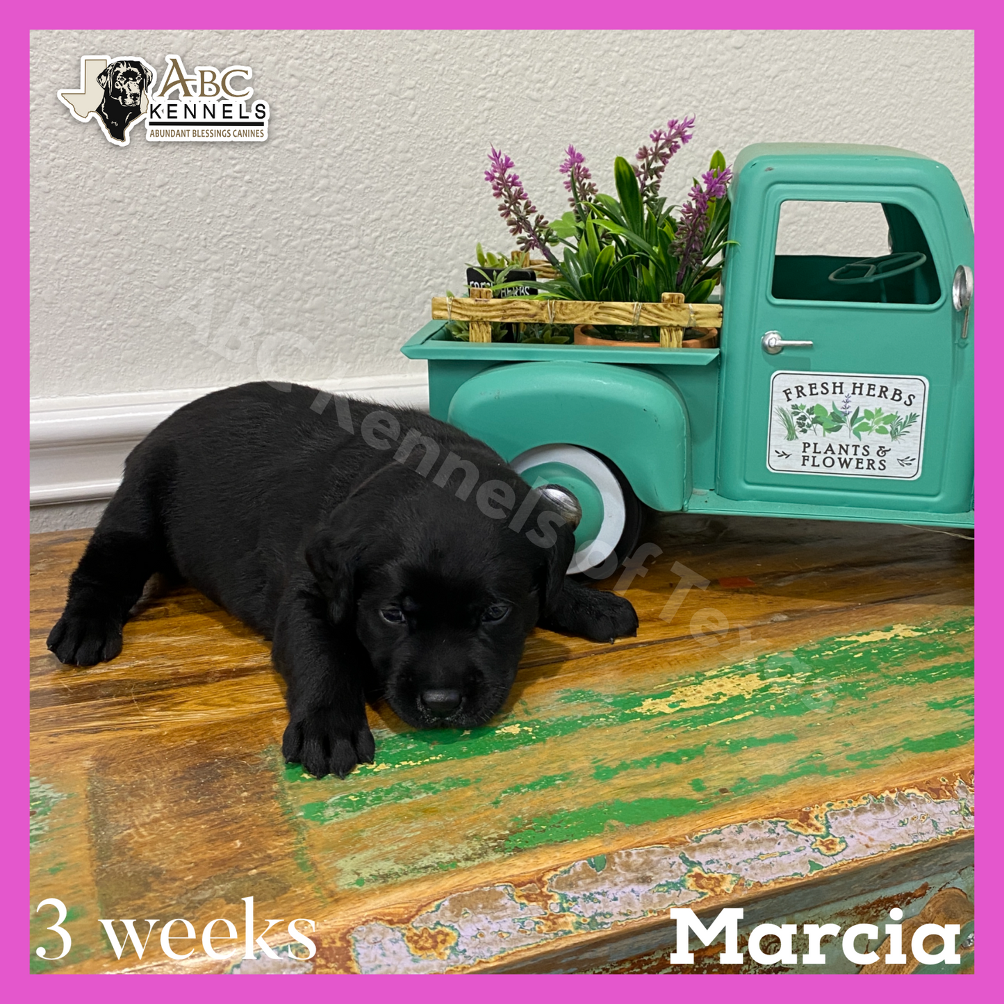 Marcia