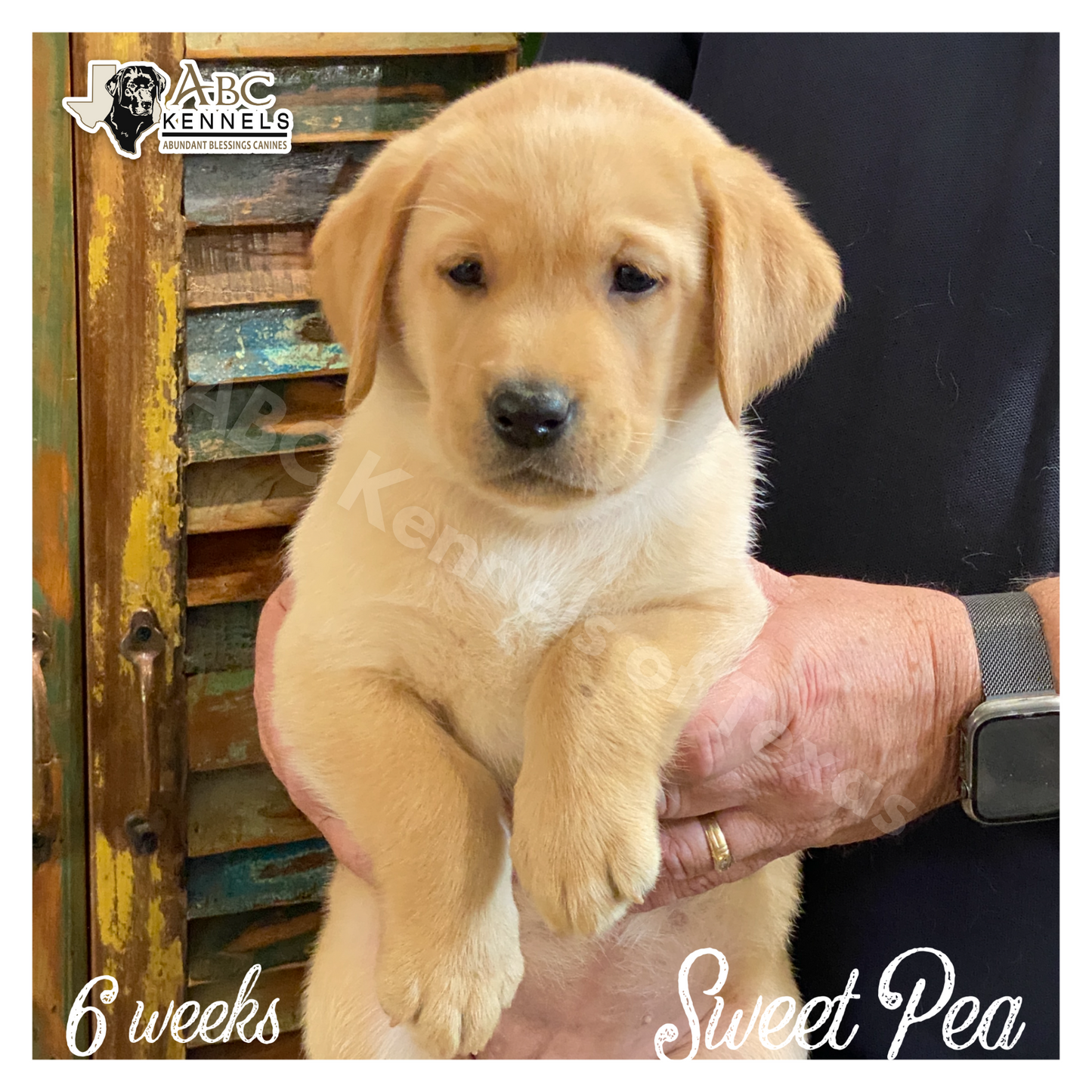 Sweet Pea