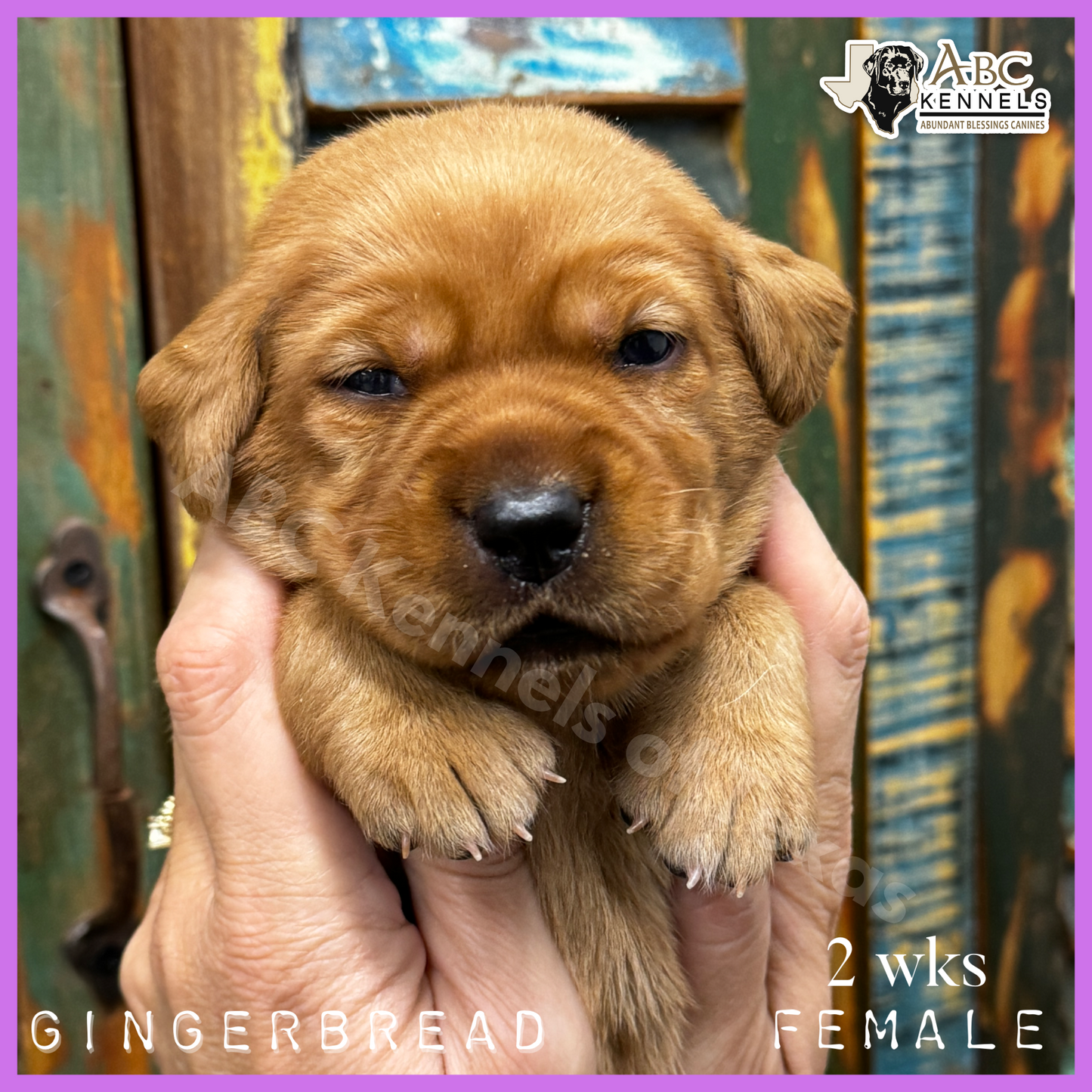 Gingerbread