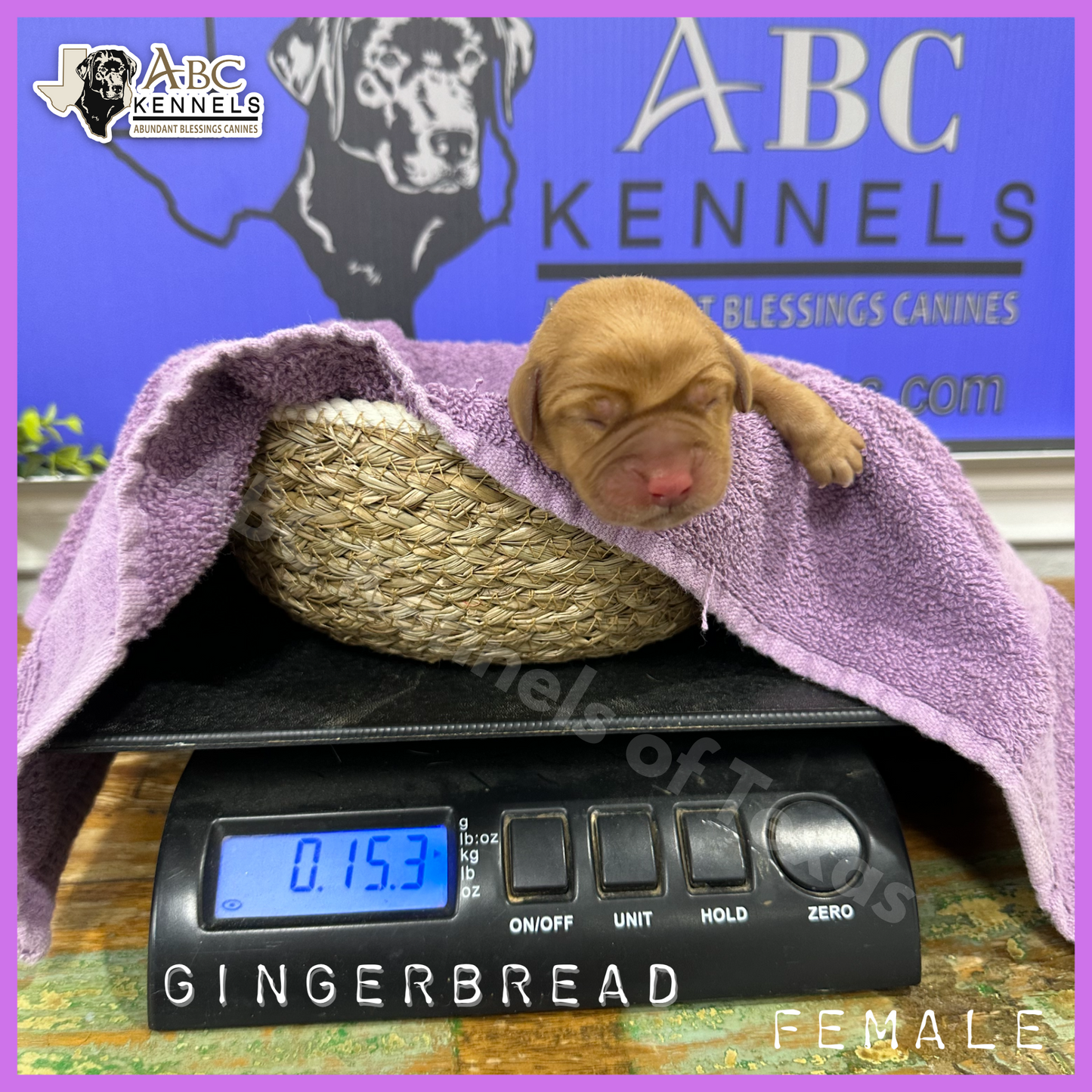Gingerbread