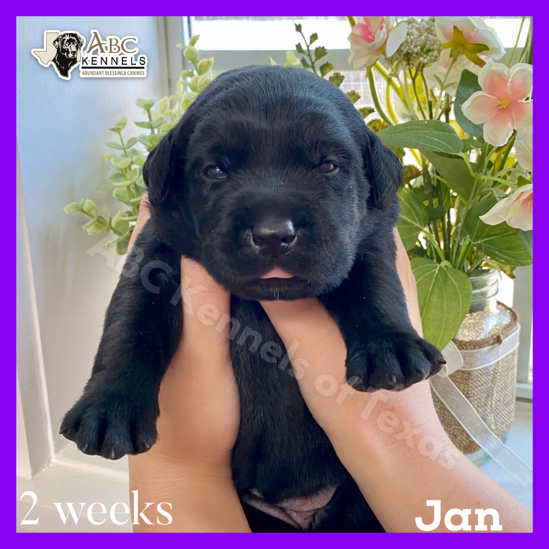Jan