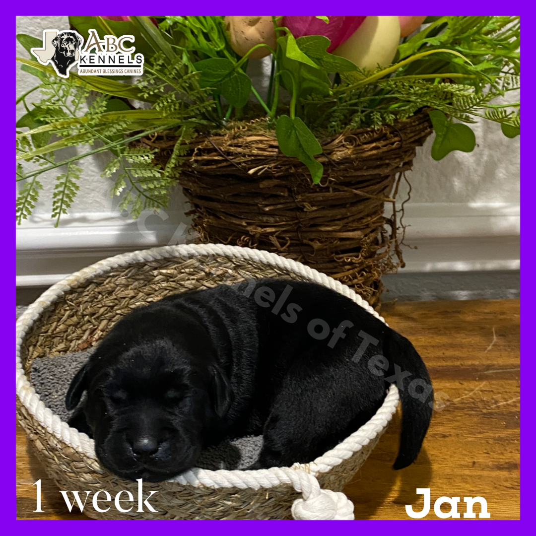 Jan