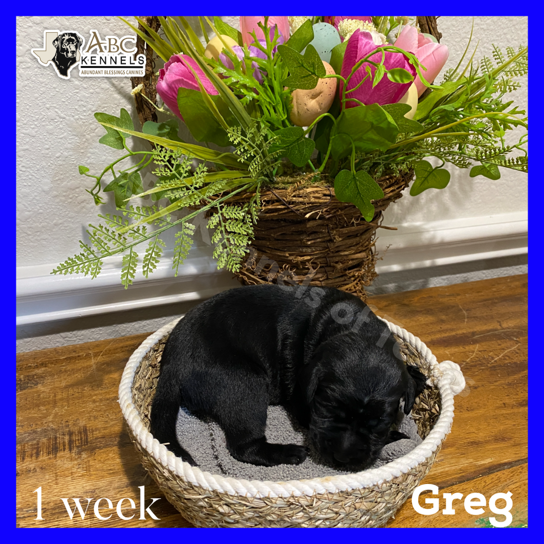Greg