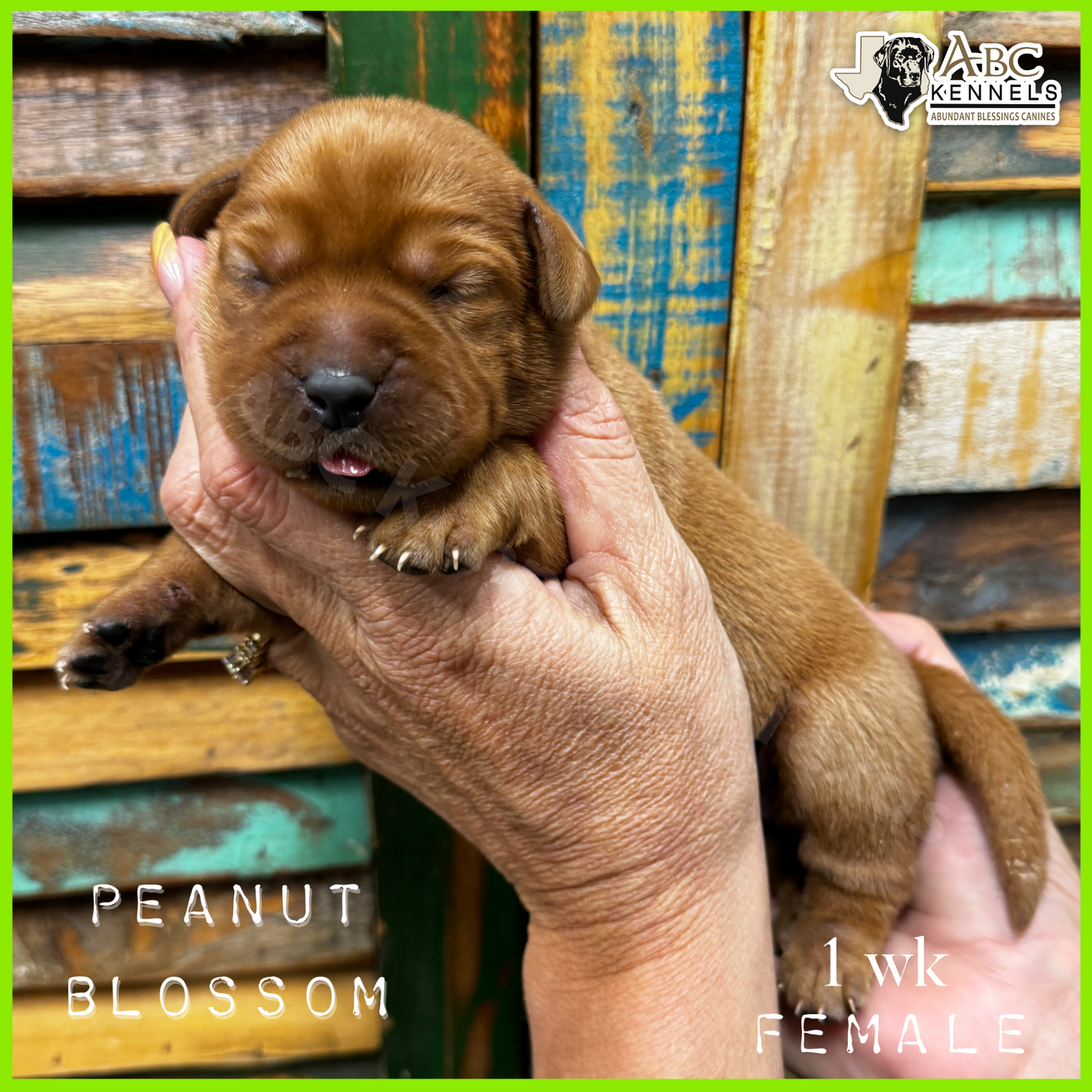 Peanut Blossom