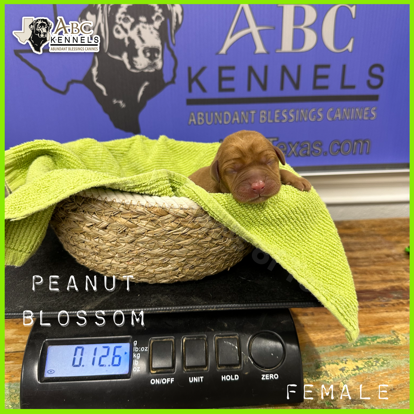 Peanut Blossom