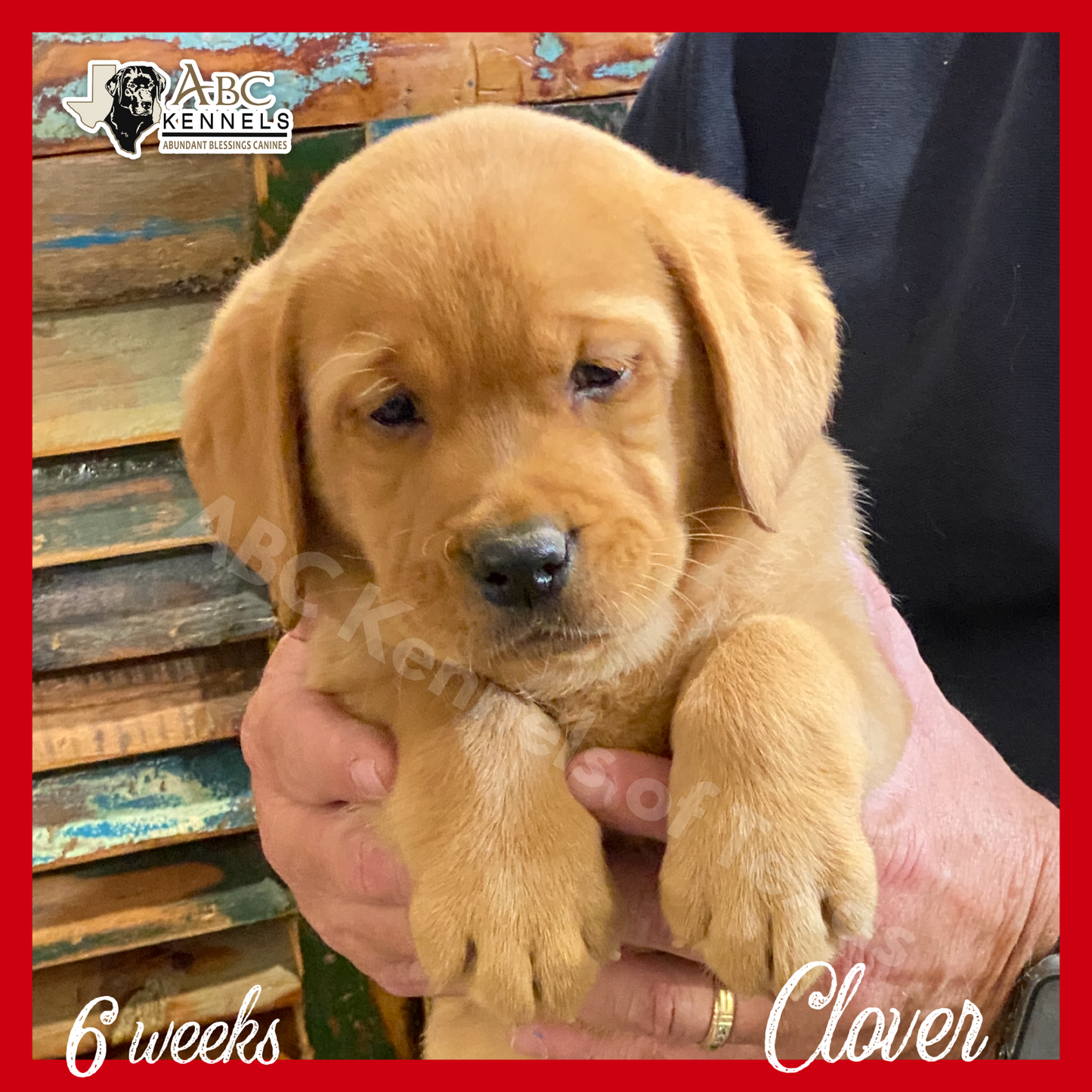 Clover