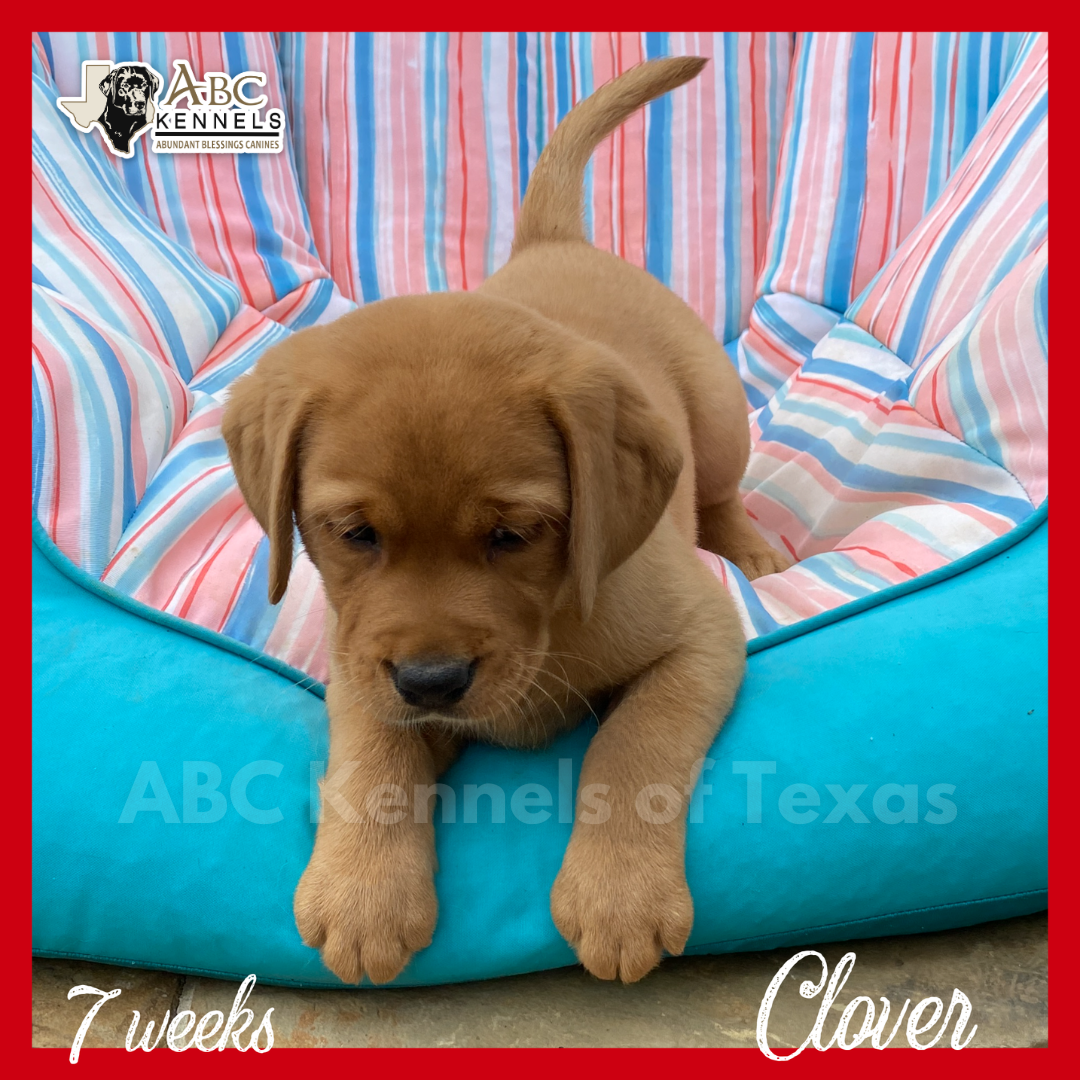 Clover