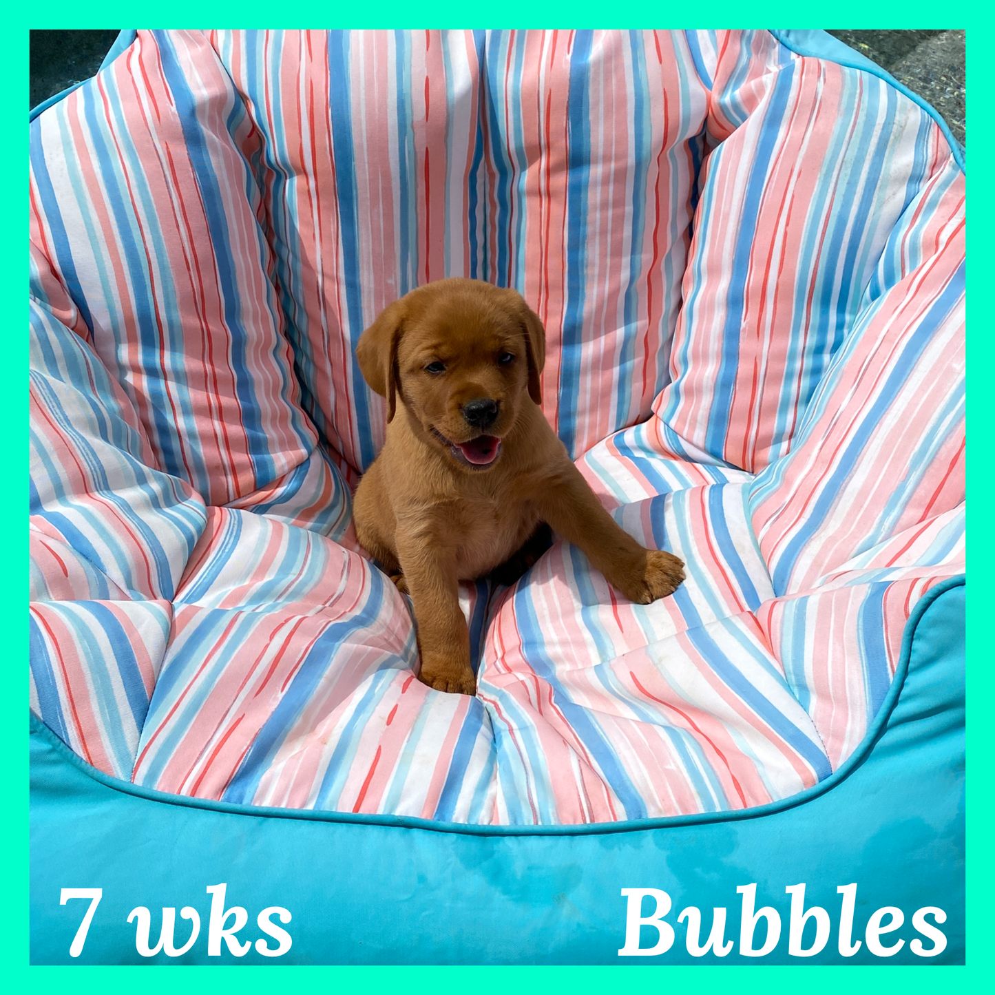Bubbles