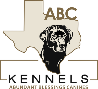 ABC Kennels of Texas Labrador Retriever Puppy Breeder
