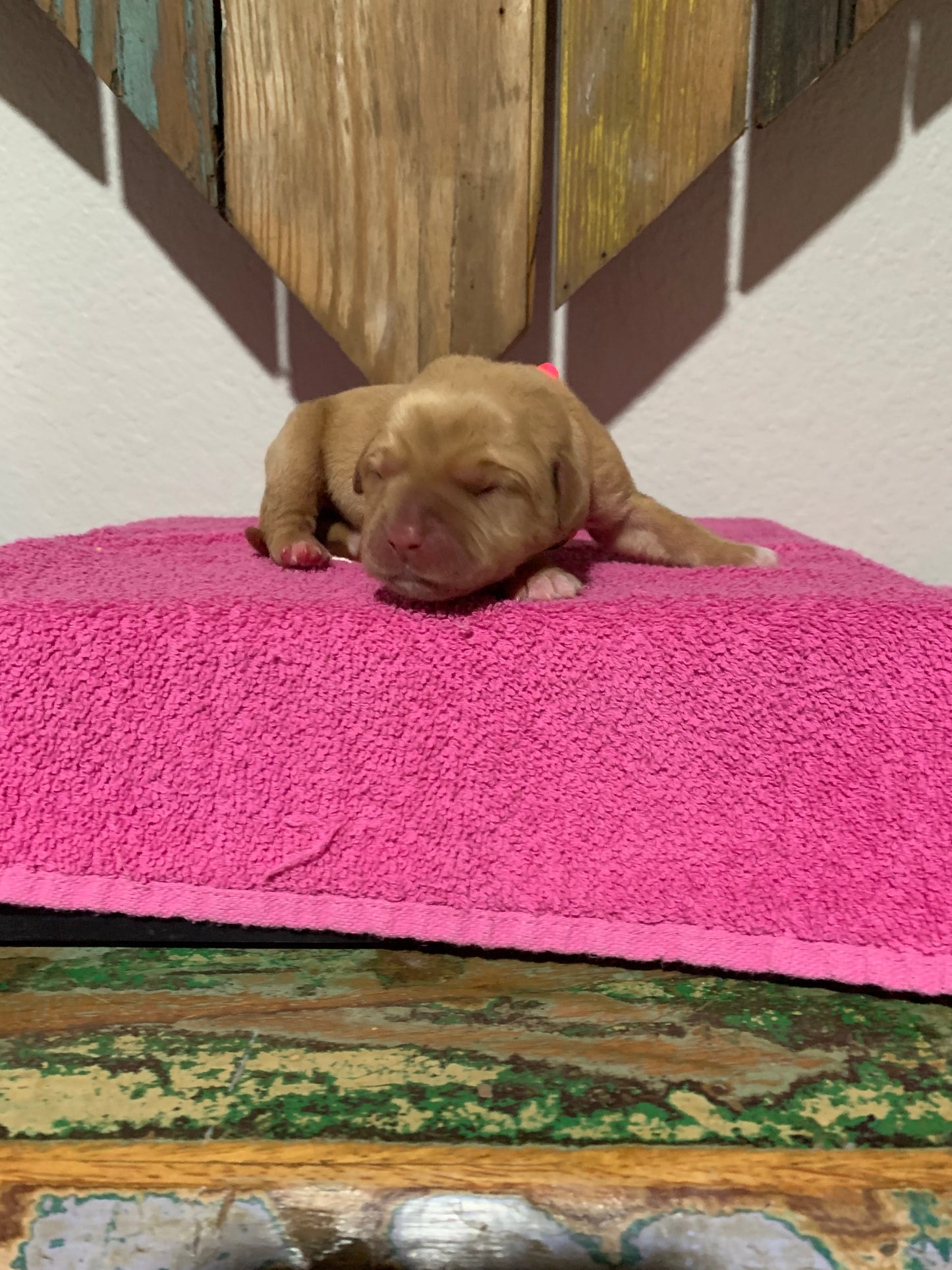 Fox Red Labrador retriever puppy Winnie as newborn