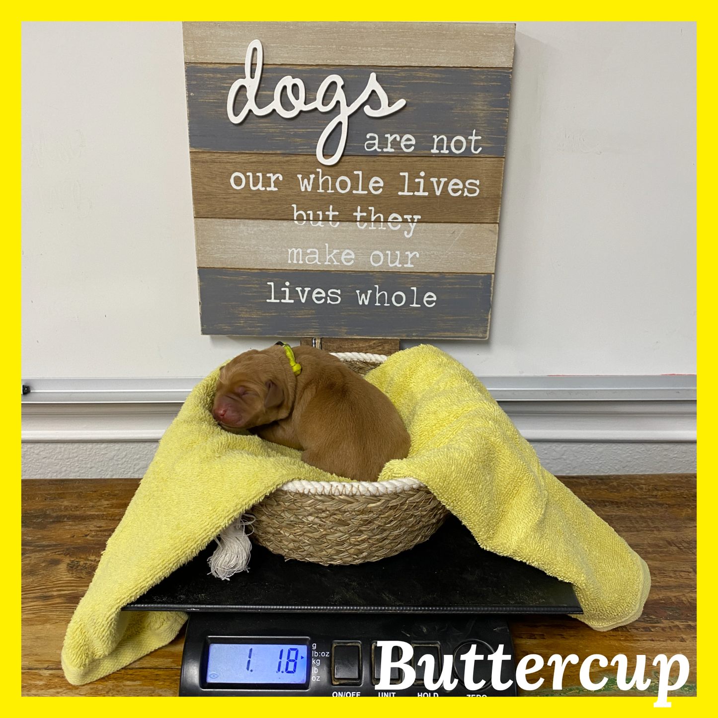 Buttercup