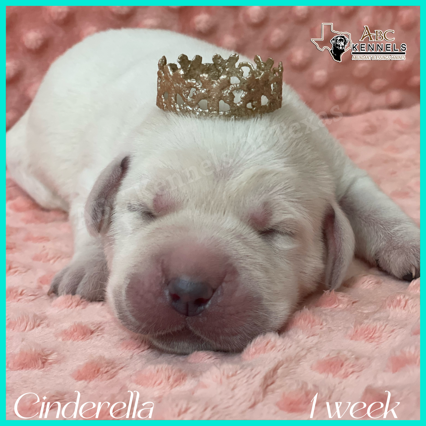 White Lab Cinderella at 1 week old