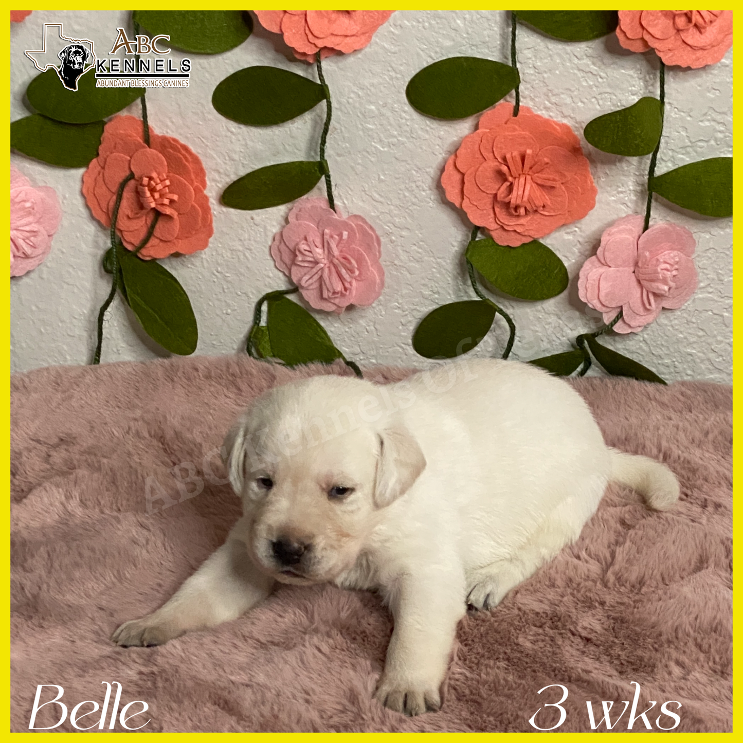 Belle