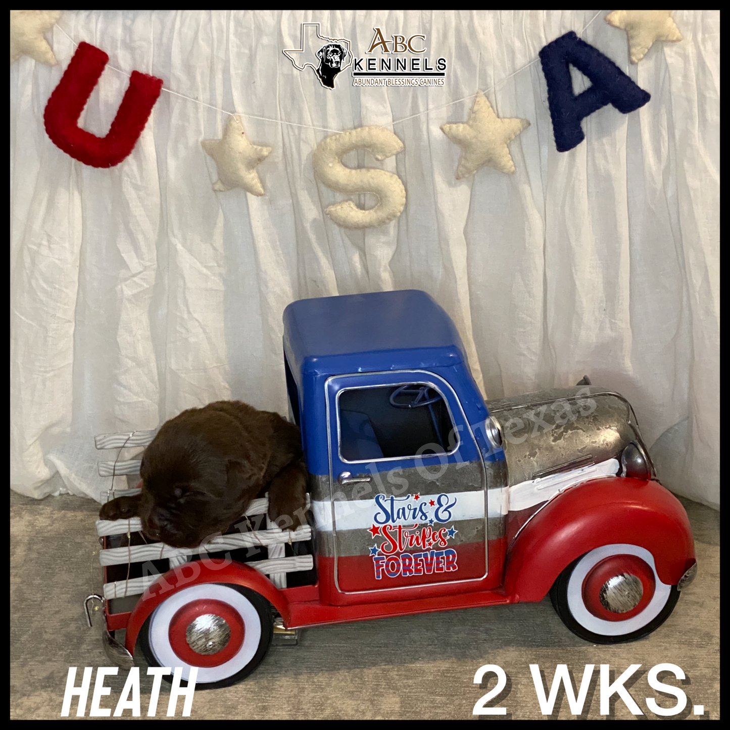 Chocolate Labrador Heath sleeping in a toy truck