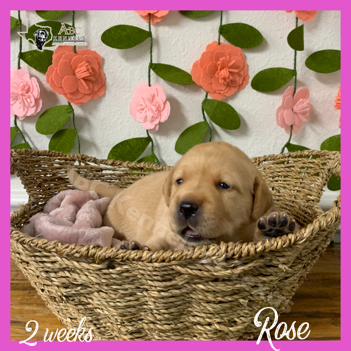 Rose