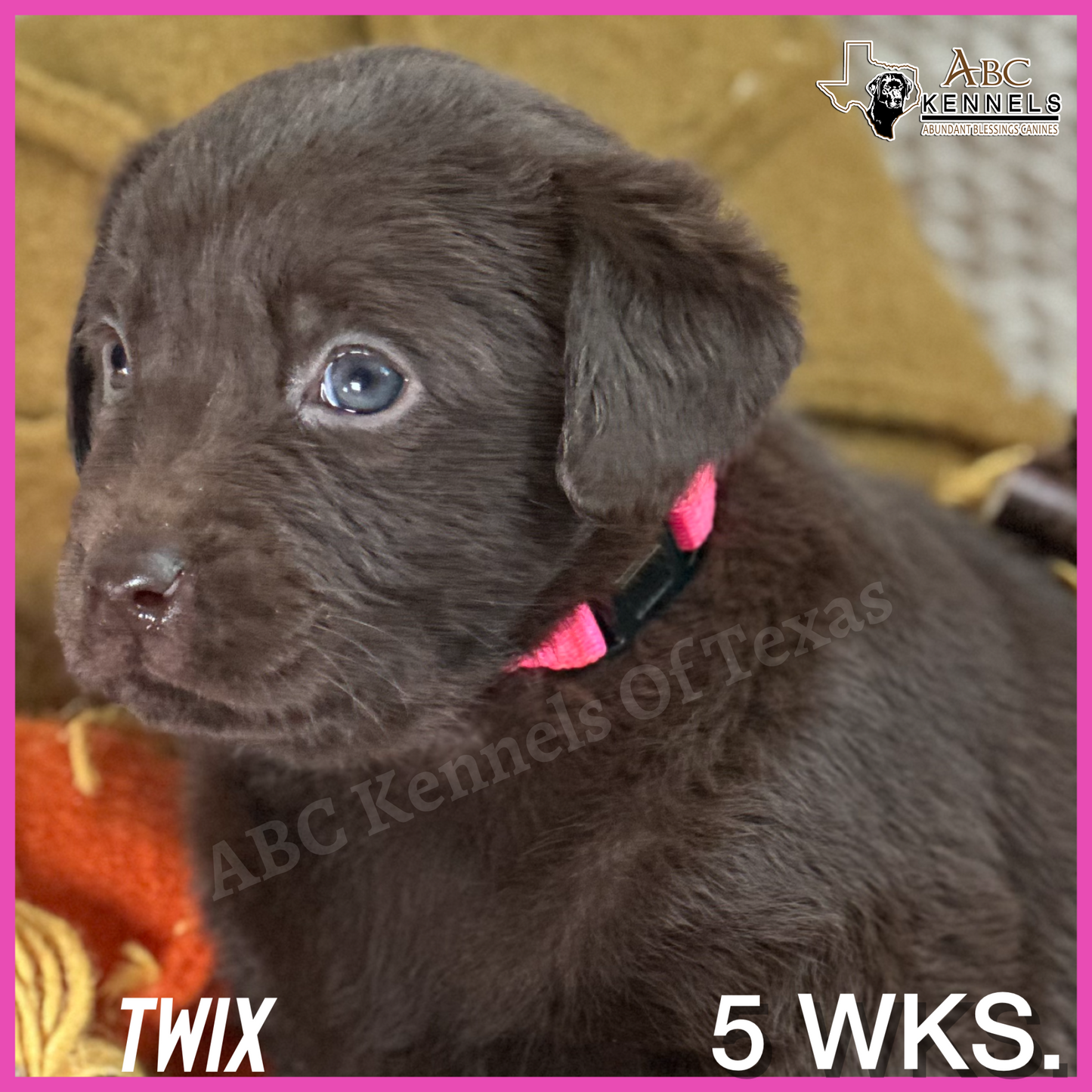 Chocolate Labrador Puppy Twix at 5 weeks old