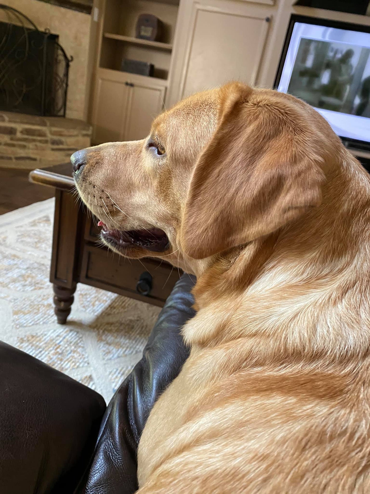 Mabel, a Fox Red English Labrador