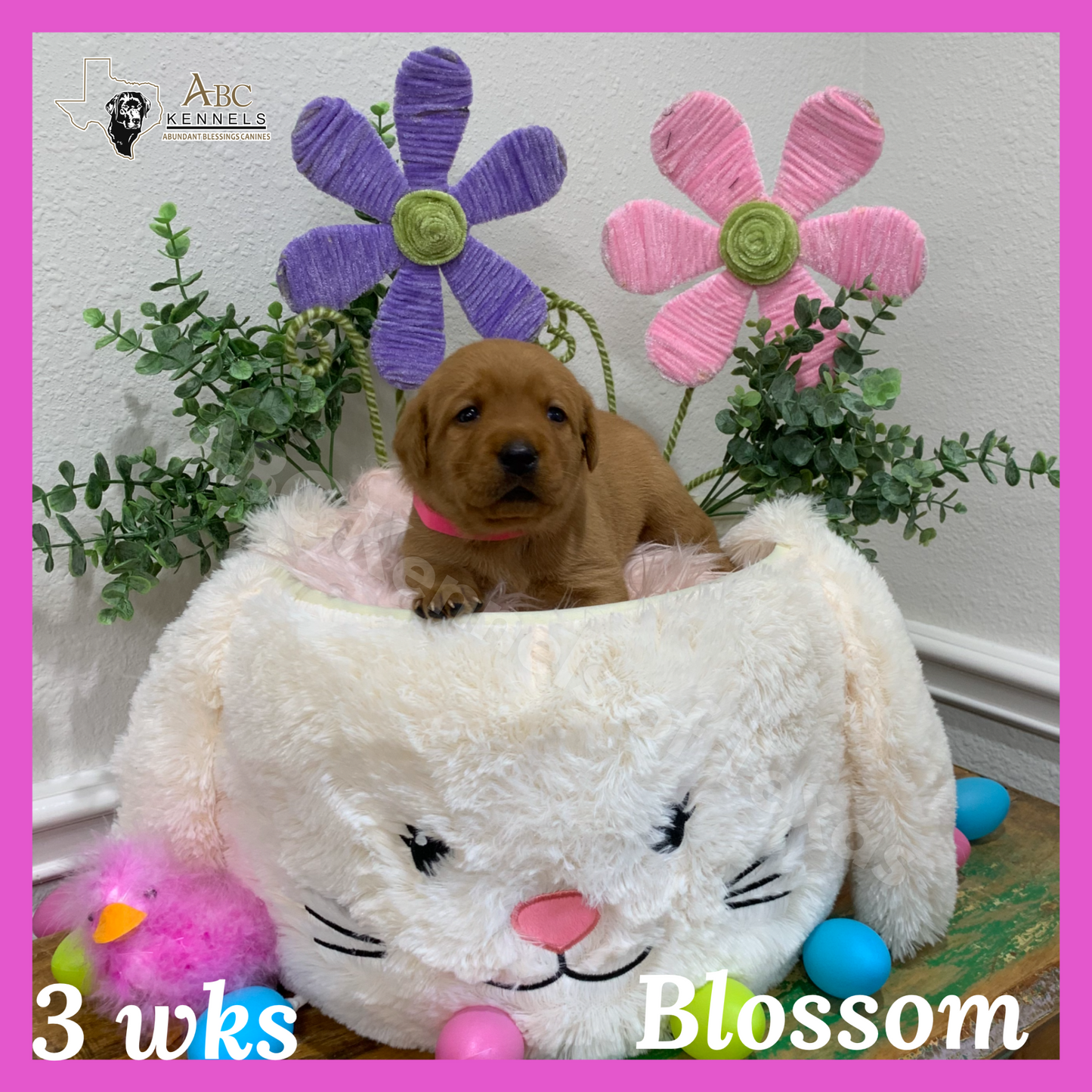 Blossom