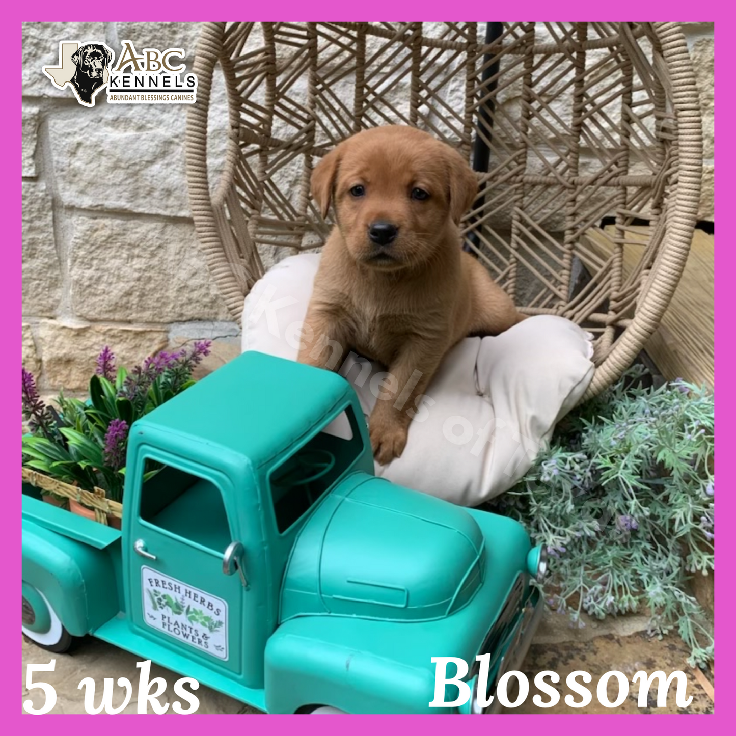 Blossom