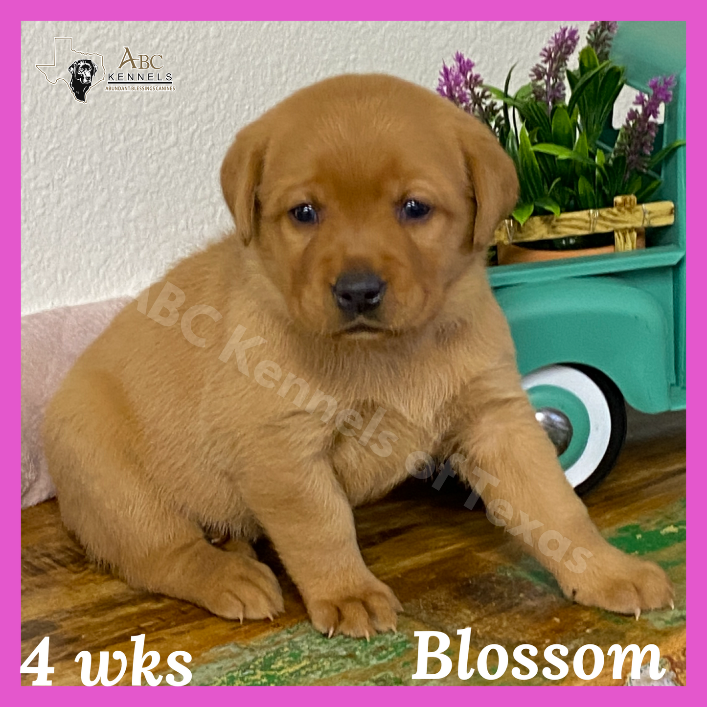 Blossom