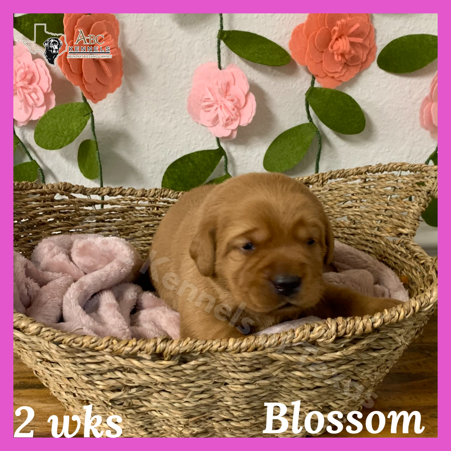 Blossom