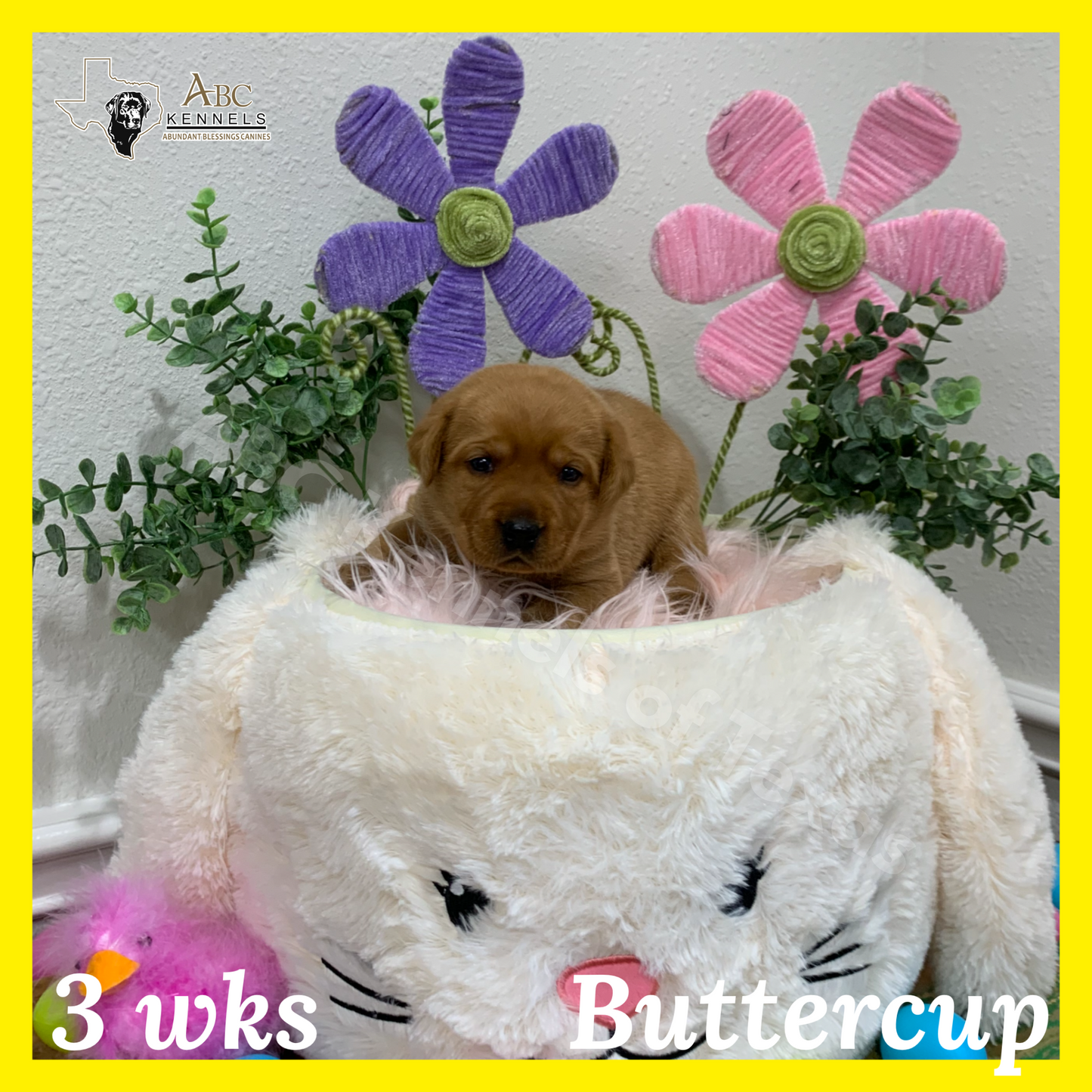 Buttercup