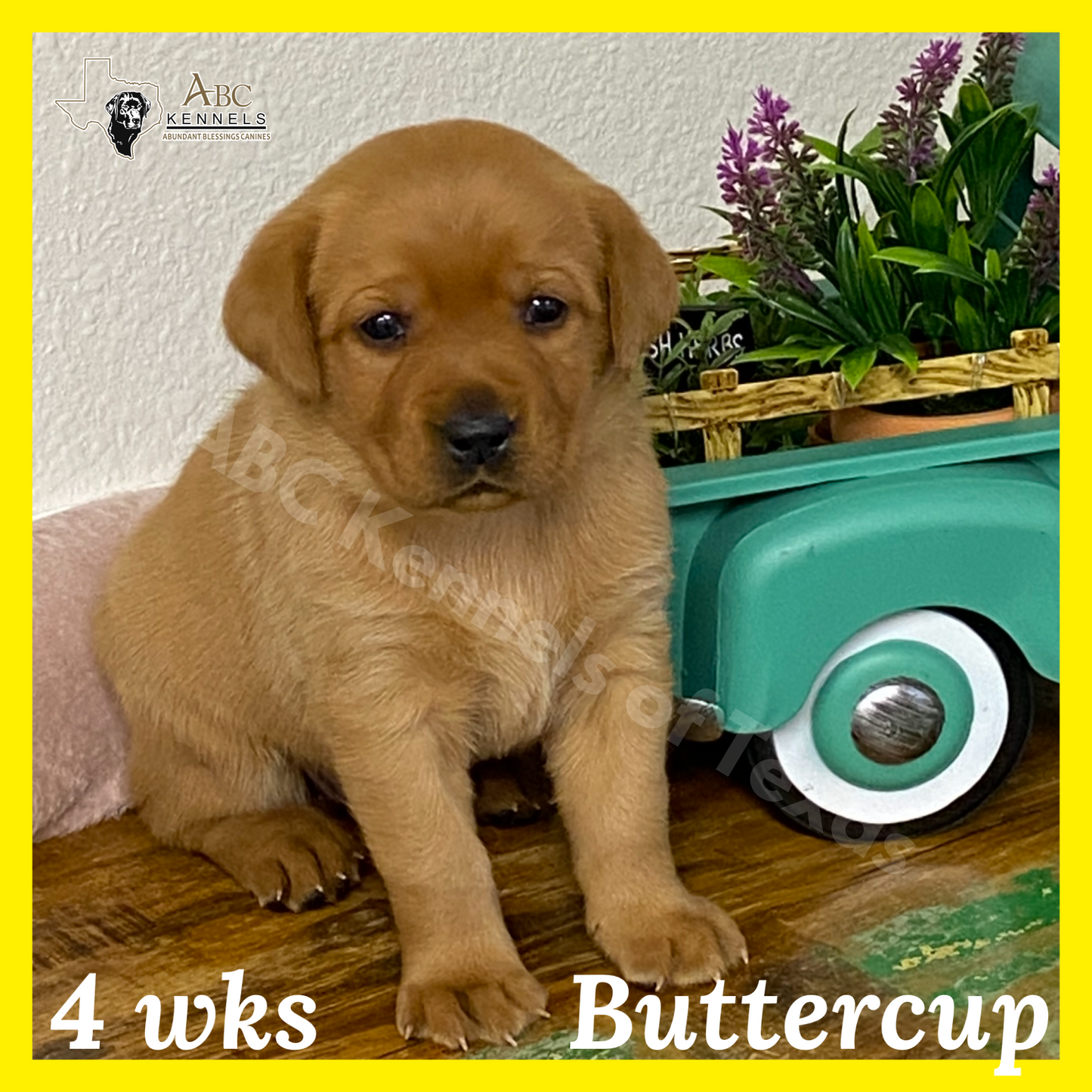 Buttercup