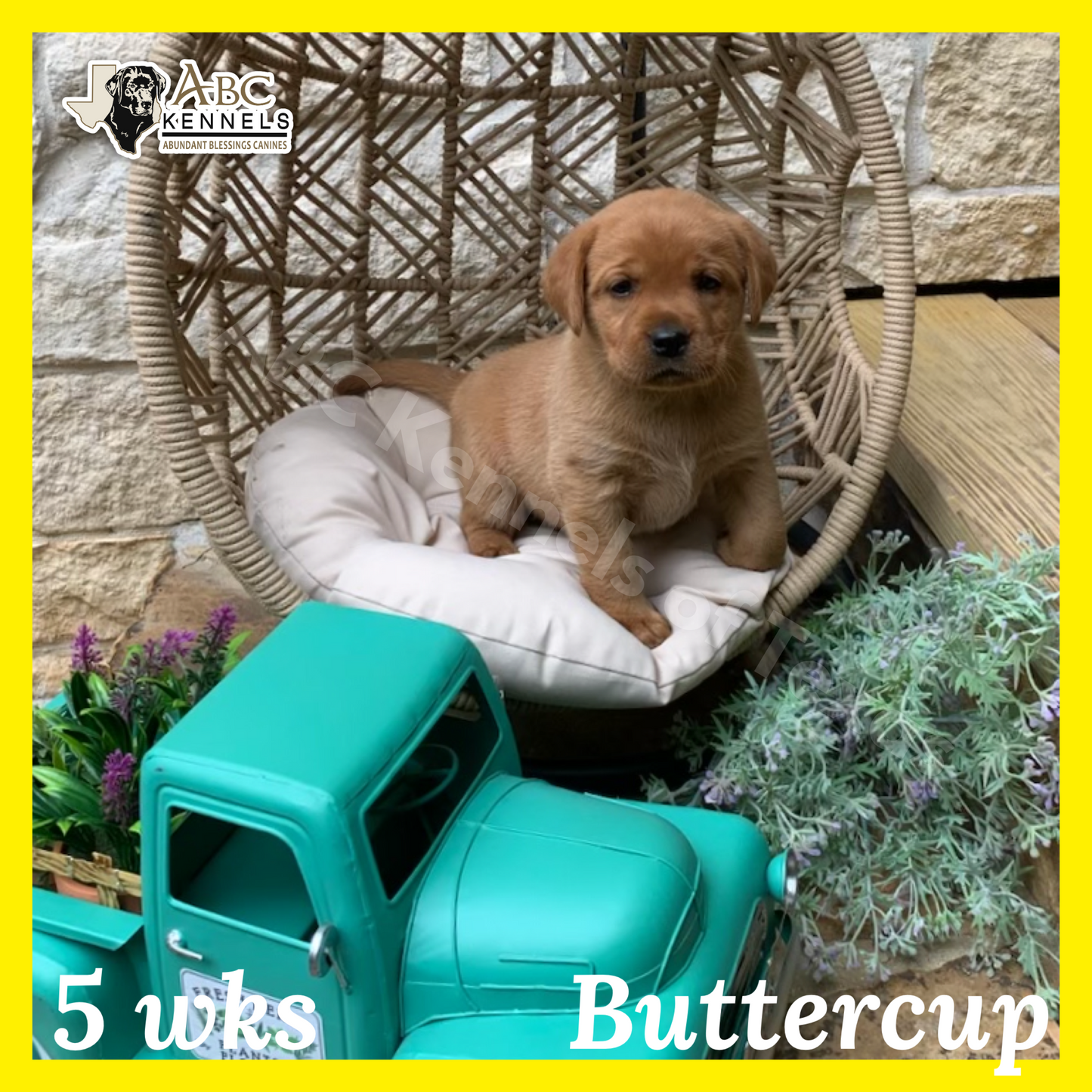 Buttercup