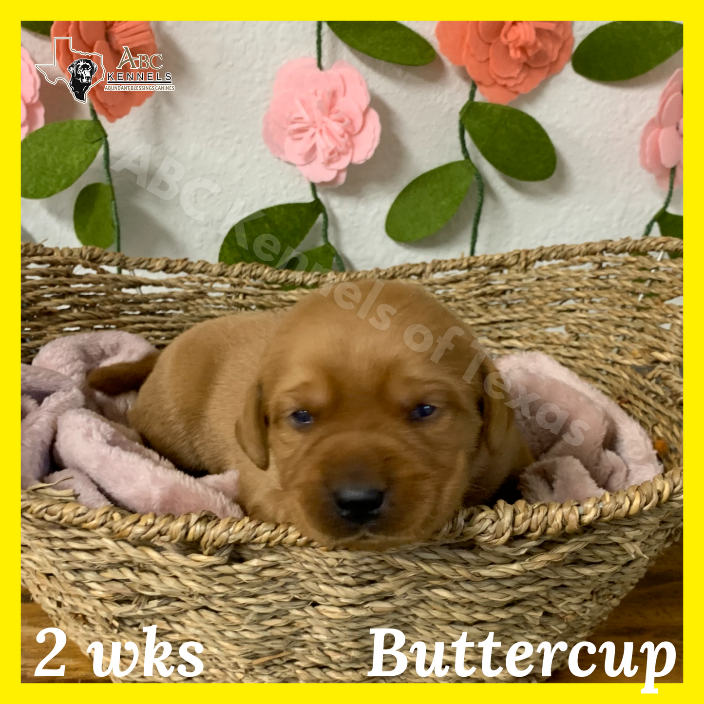 Buttercup