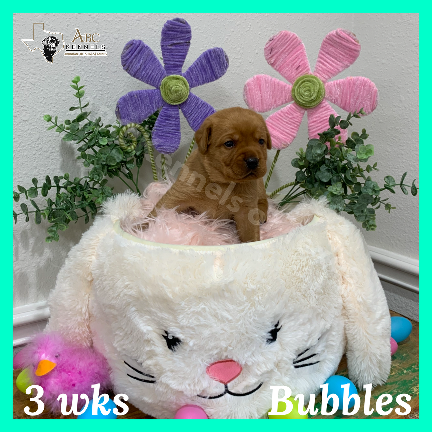 Bubbles