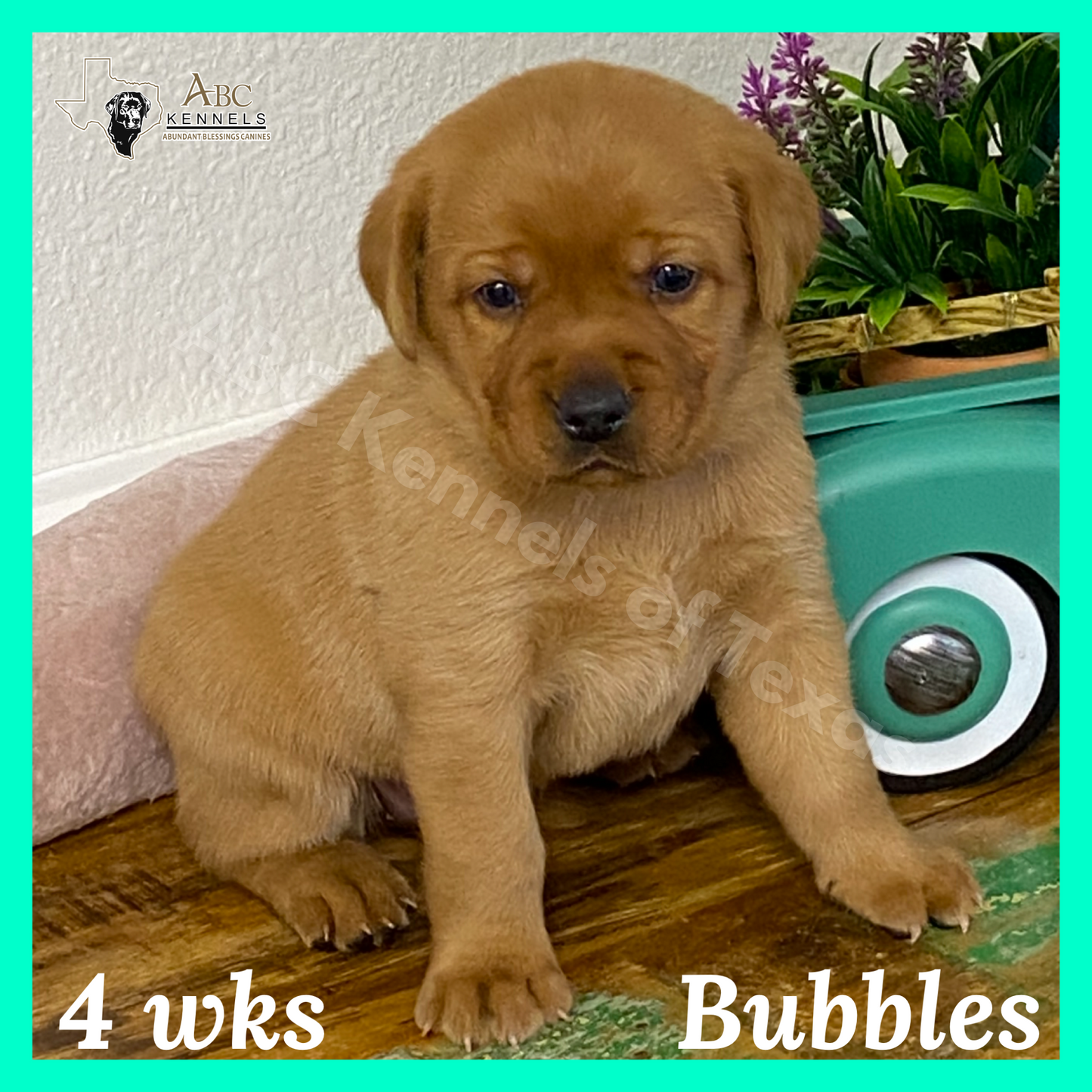 Bubbles