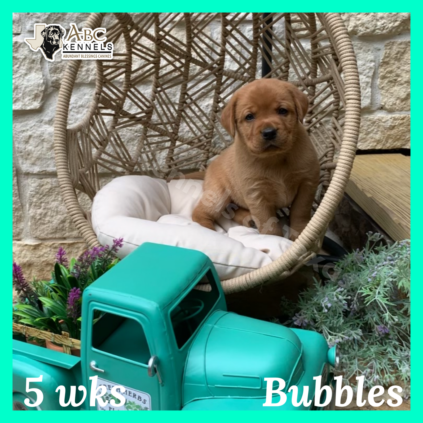 Bubbles