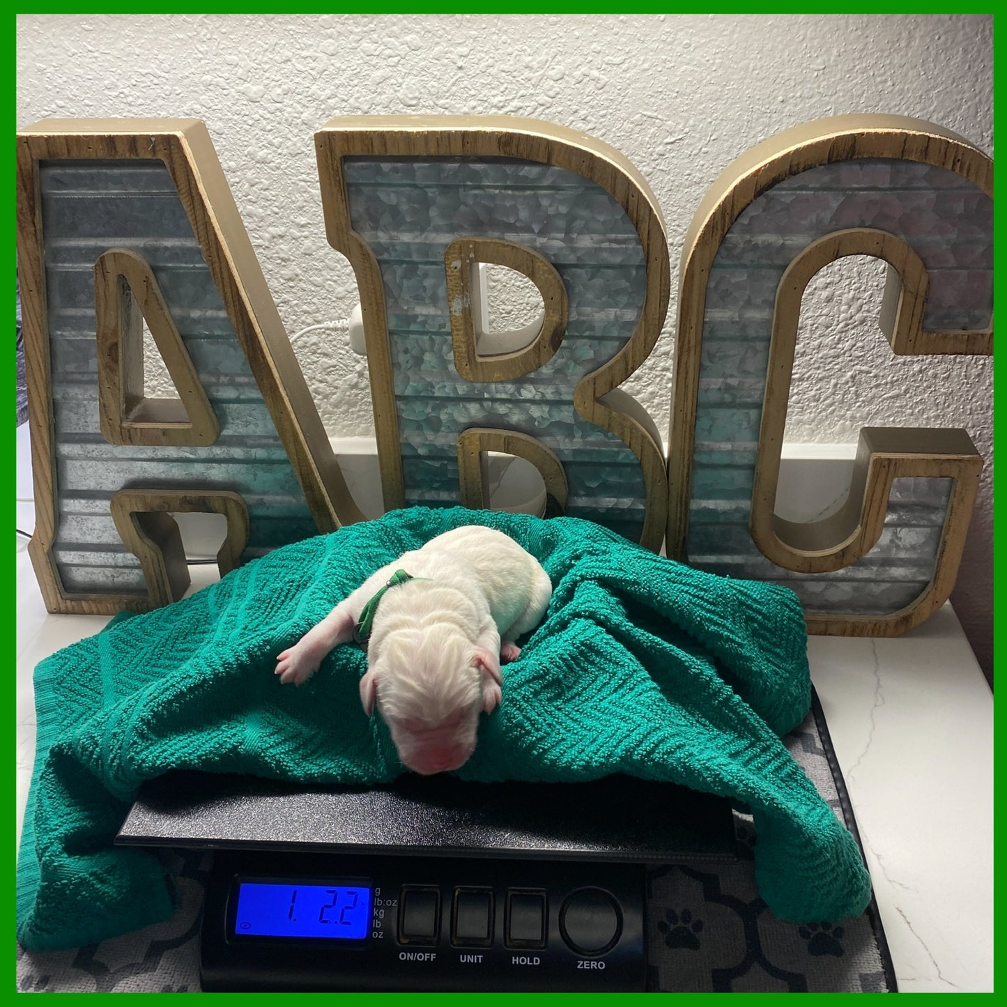 White Labrador puppy Ariel on the scale getting weighed