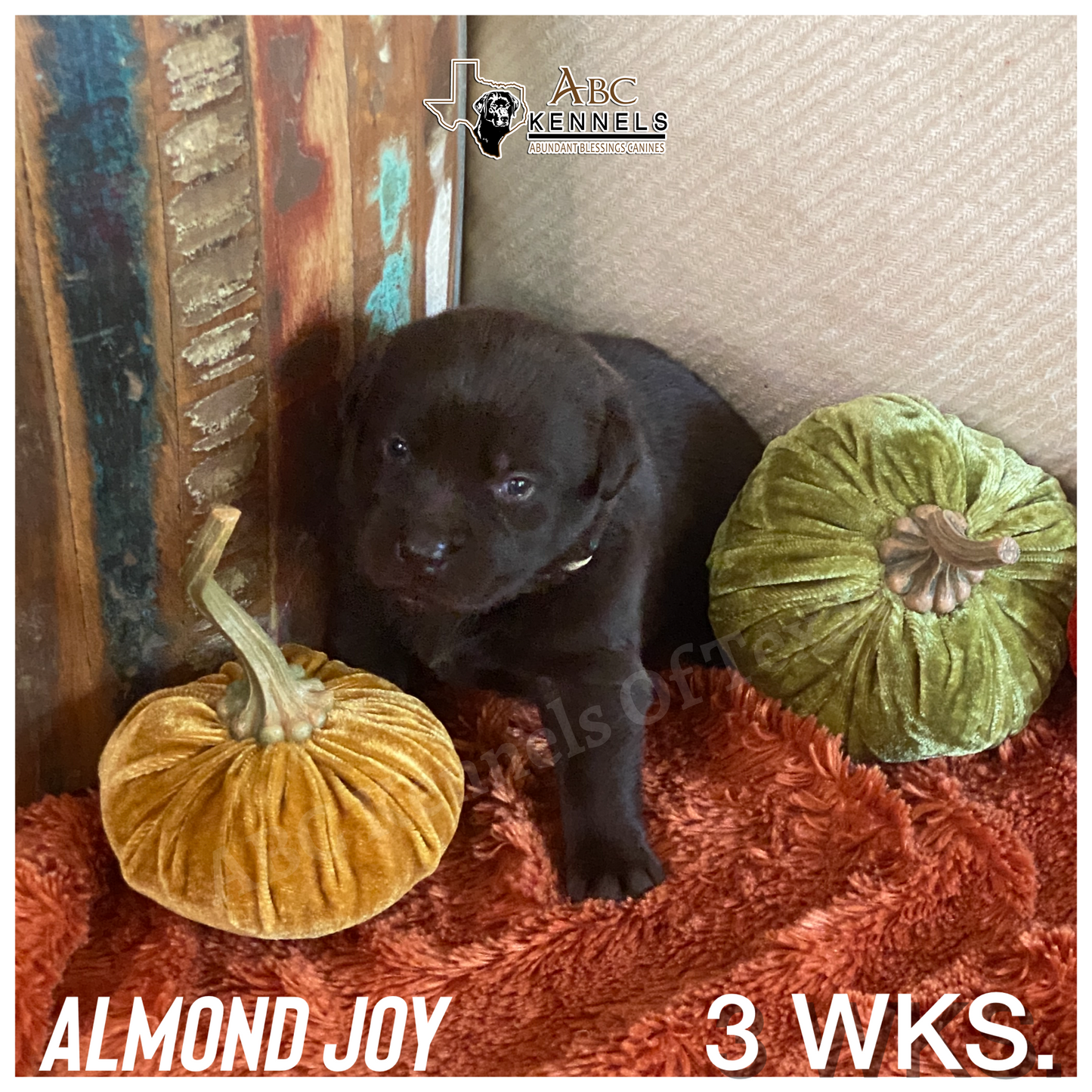 Almond Joy