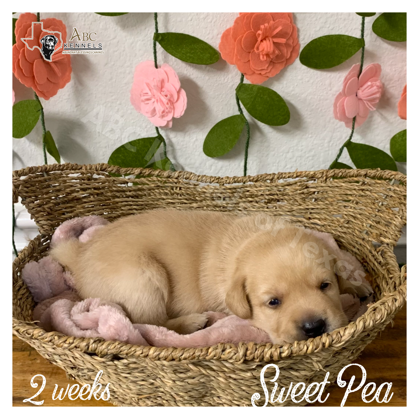 Sweet Pea