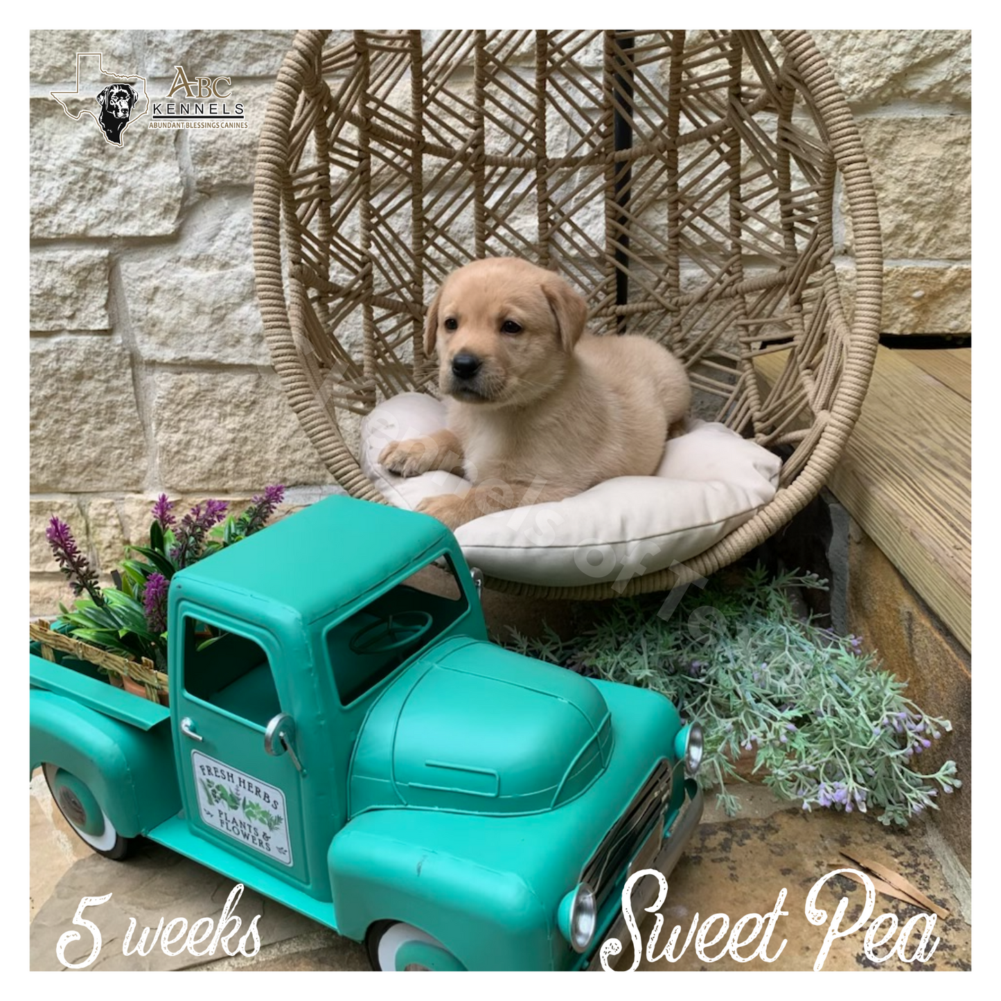 Sweet Pea