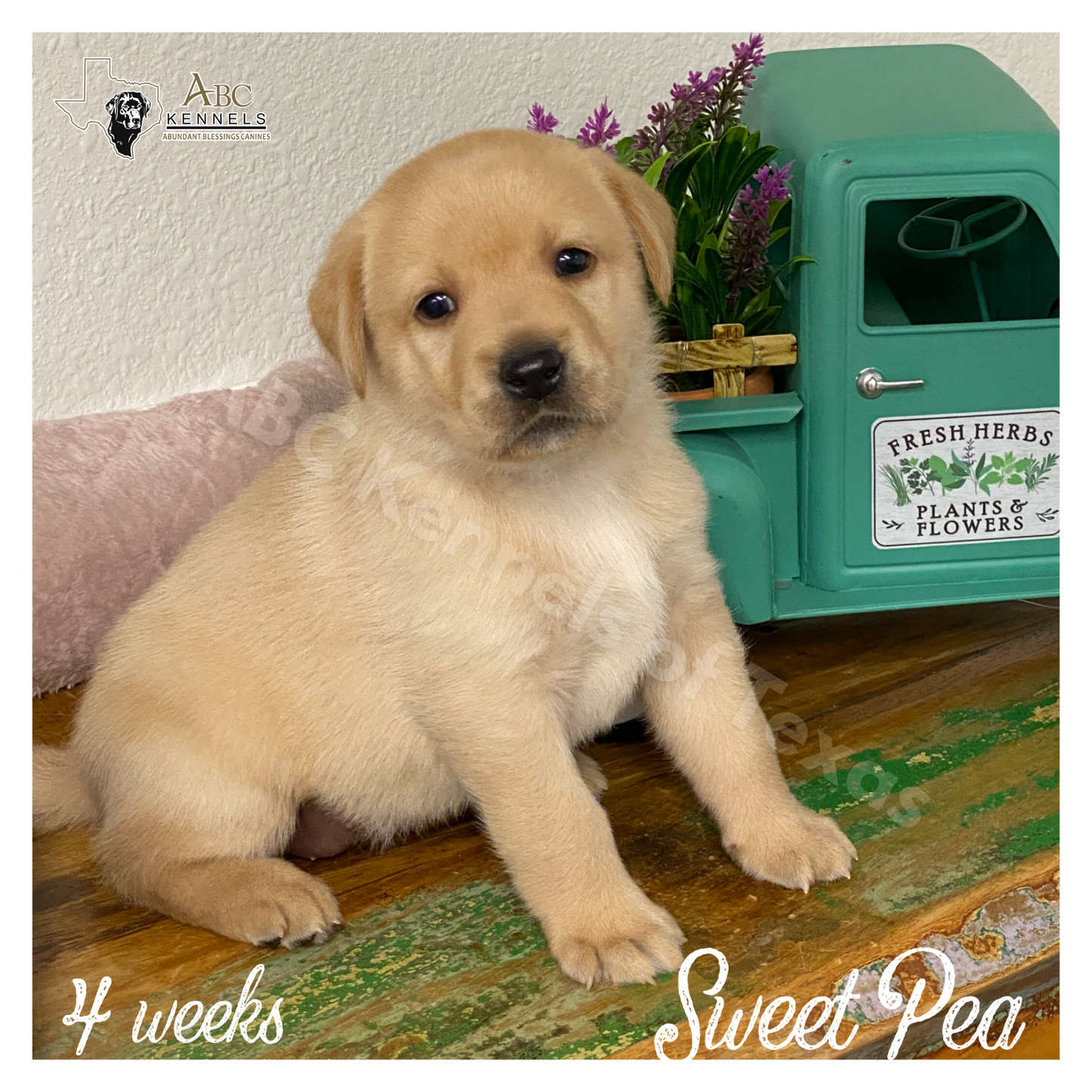 Sweet Pea