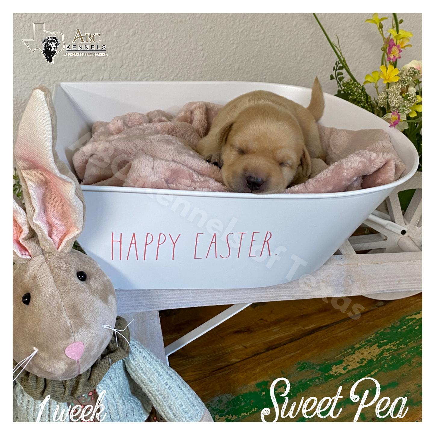 Sweet Pea