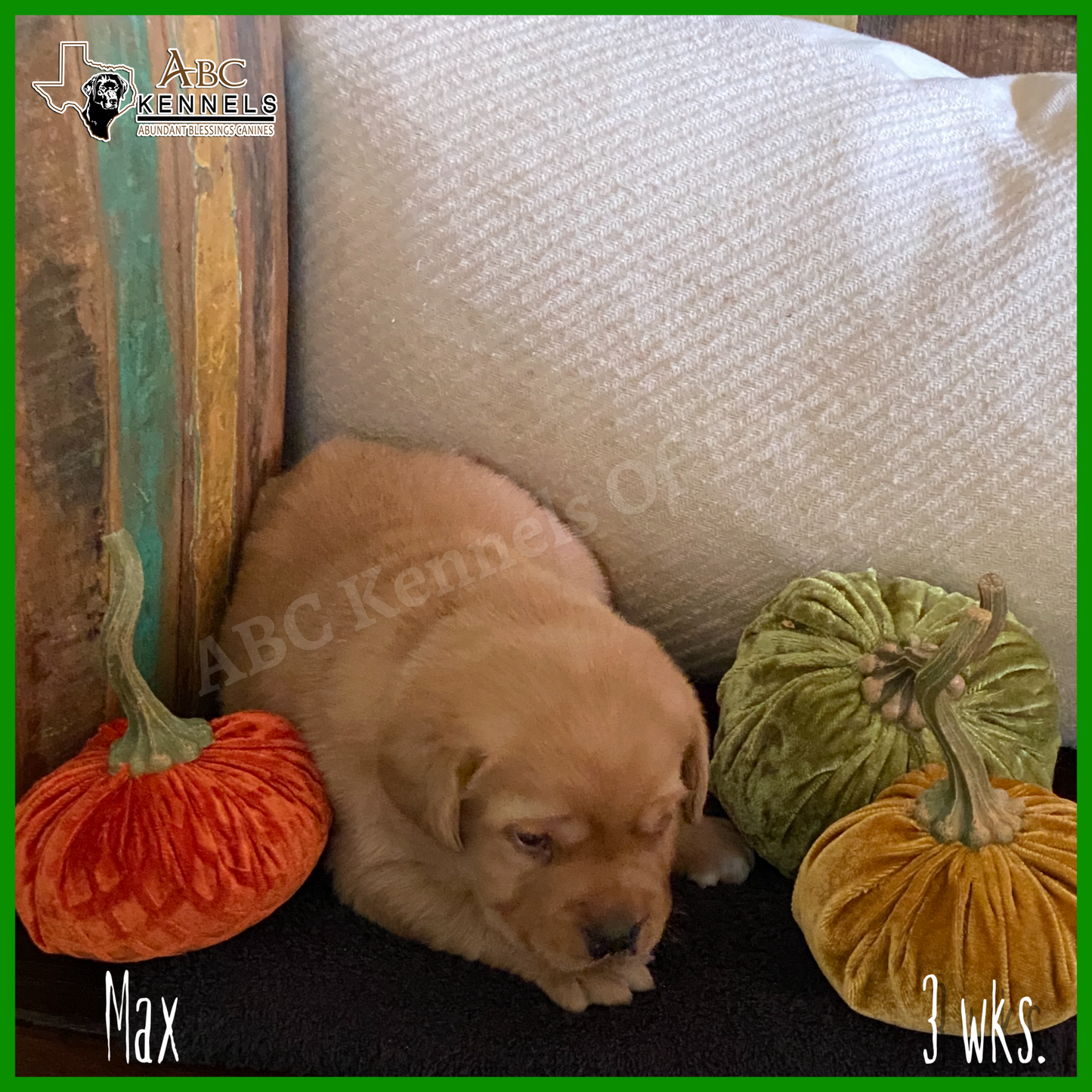 Male Fox Red Labrador Puppy called Max at 3 weeks old