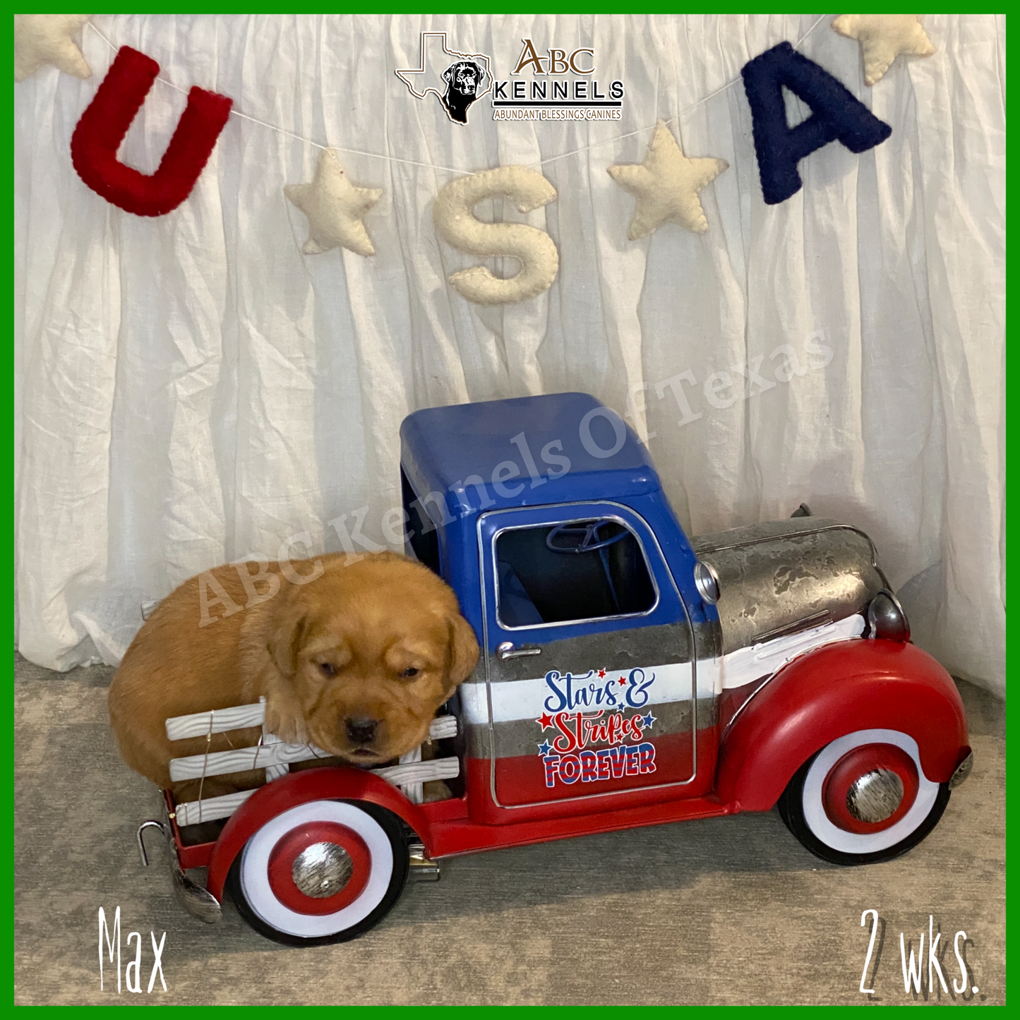 Male Fox Red Labrador Puppy called Max resting in a toy truck