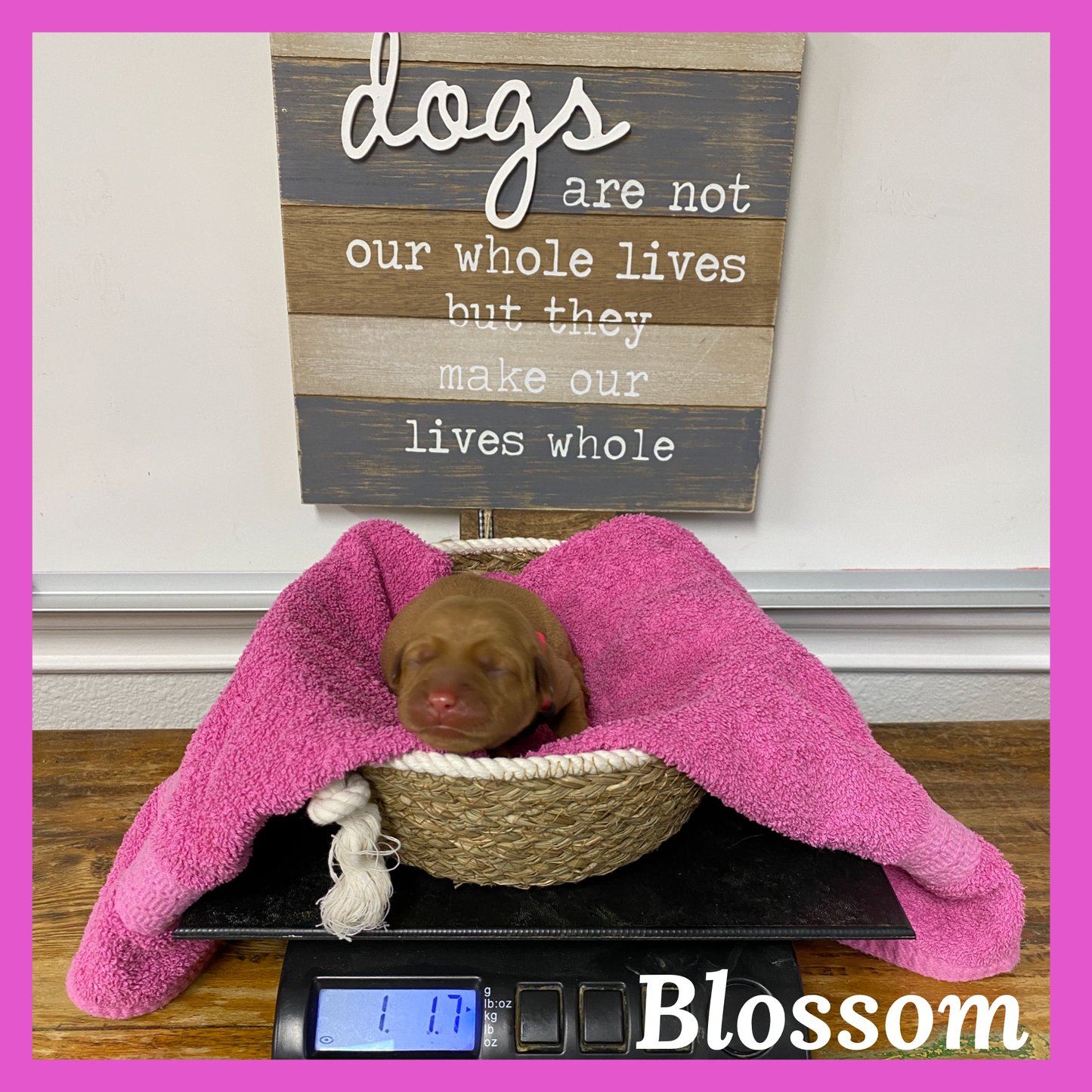 Blossom