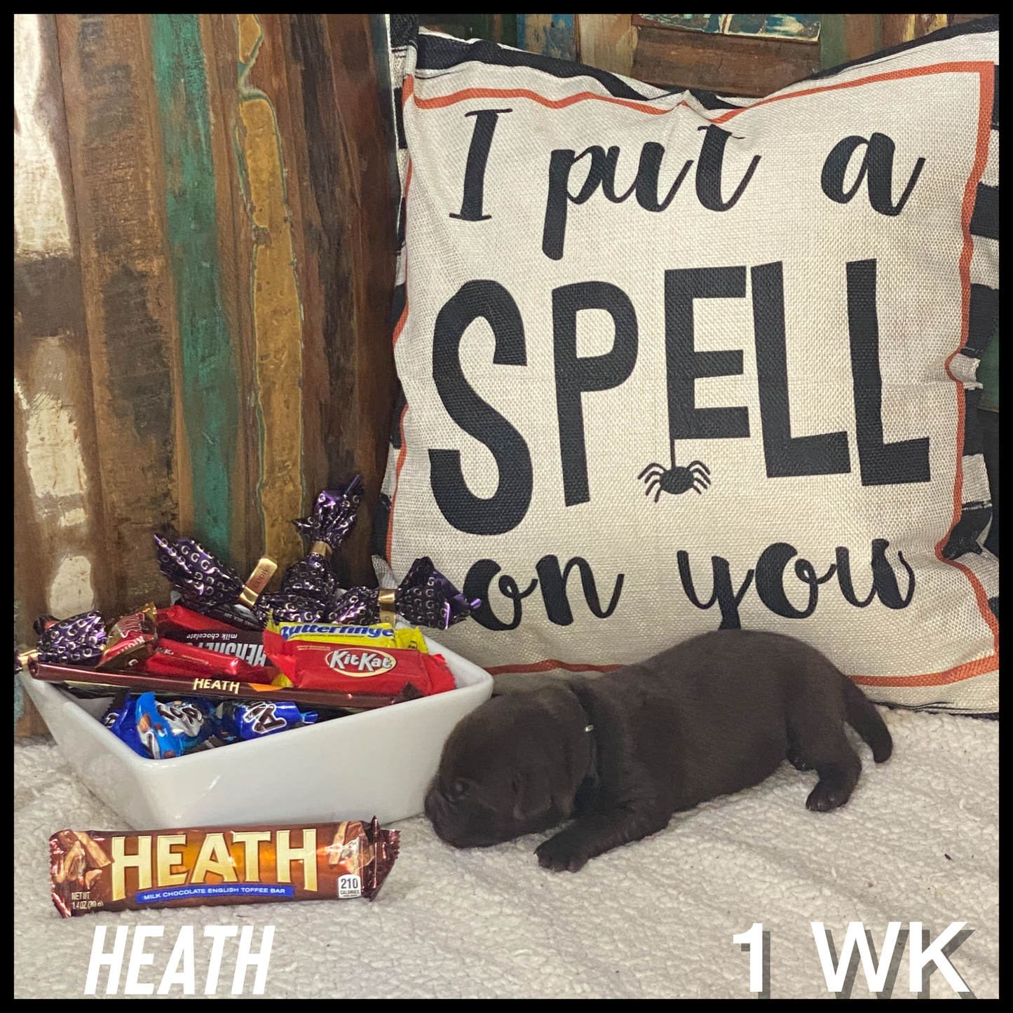 Chocolate Labrador Heath, the candy bar puppy