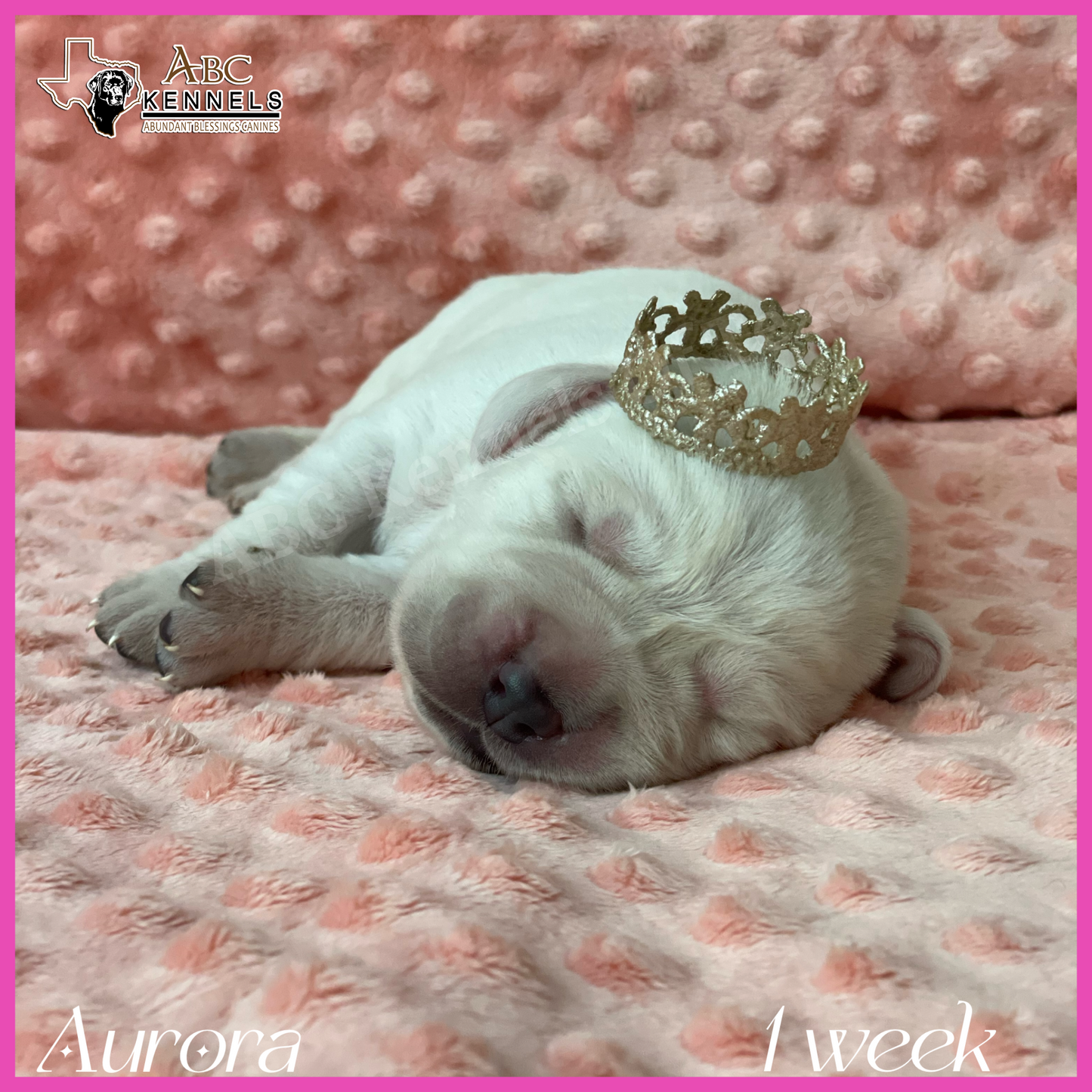 White Labrador Puppy Aurora at 1 week old