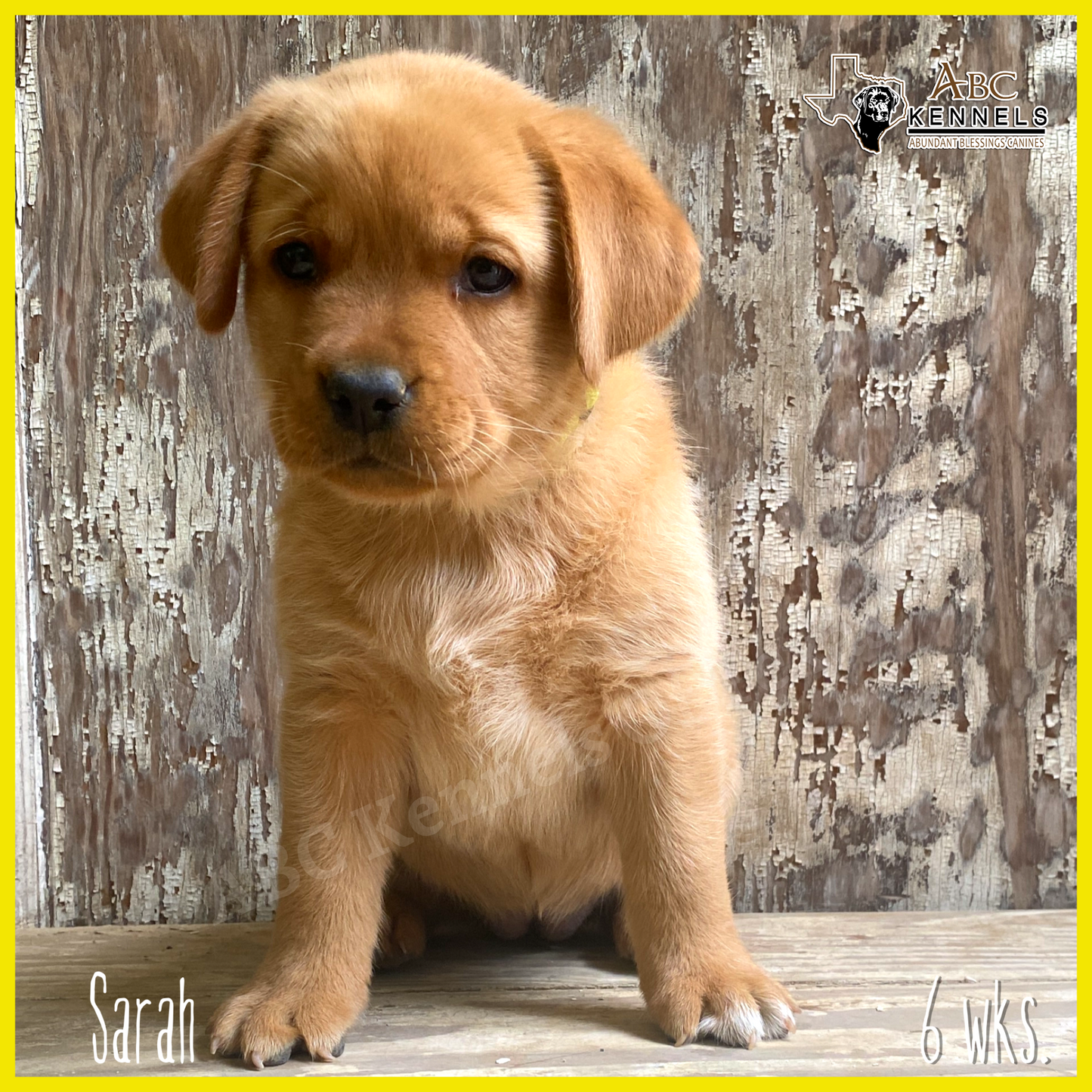 Fox Red Lab Puppy Sarah at 6 weeks old