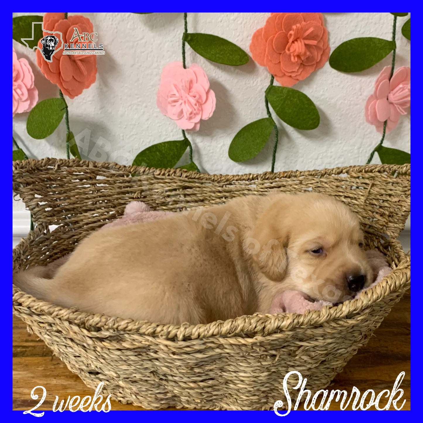 Shamrock