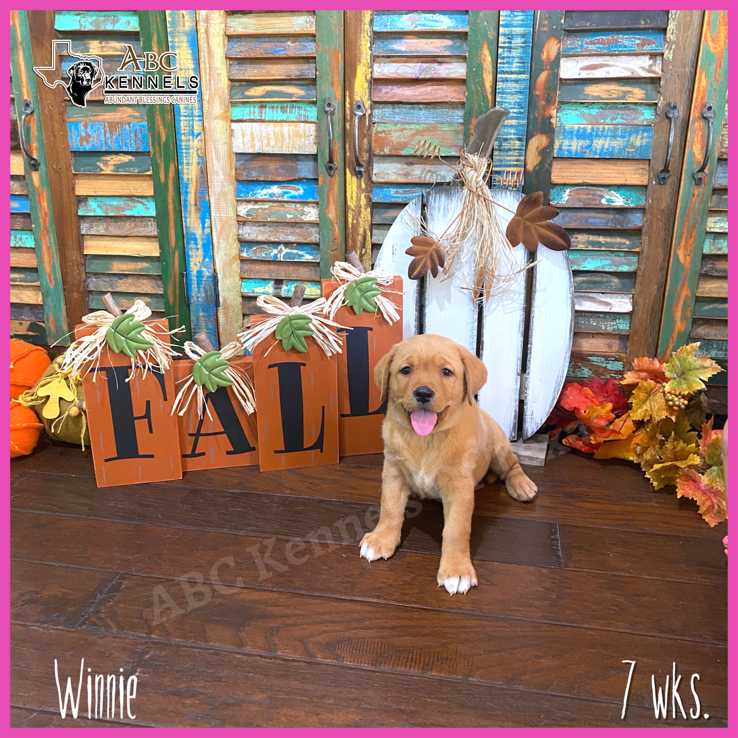 Fox Red Labrador retriever puppy Winnie at 7 weeks old